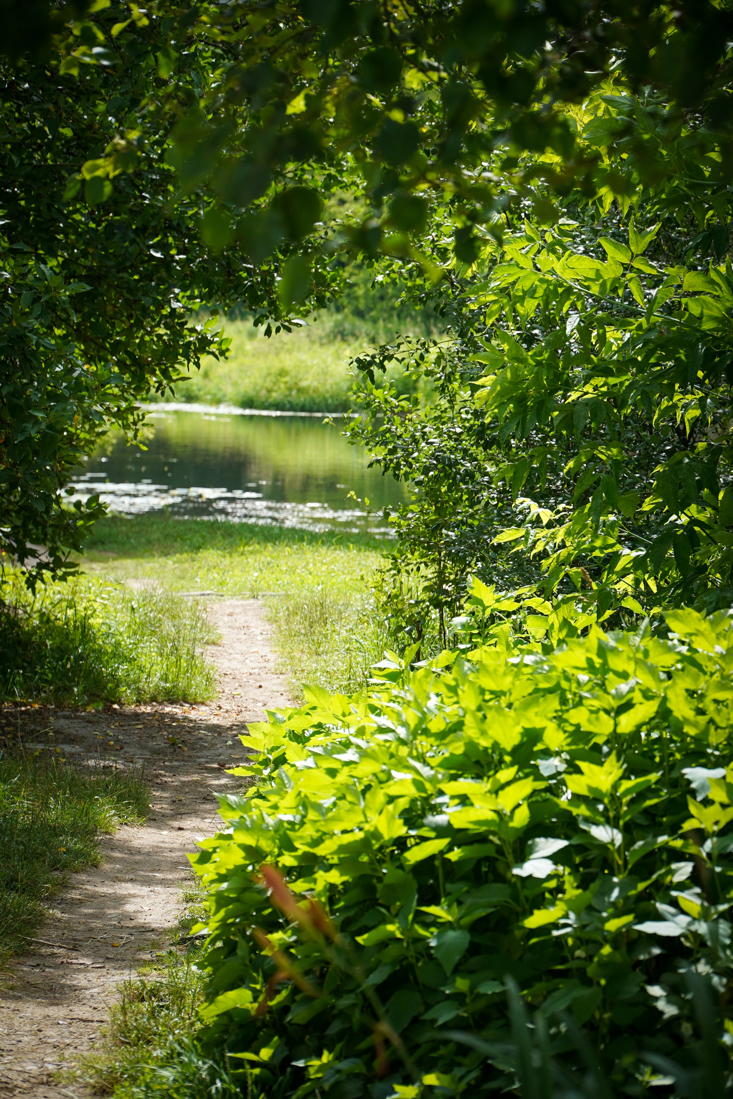 ВЕРЕЯ. Июль 2023. Фотограф Наталья Погодина в г. Обнинске
