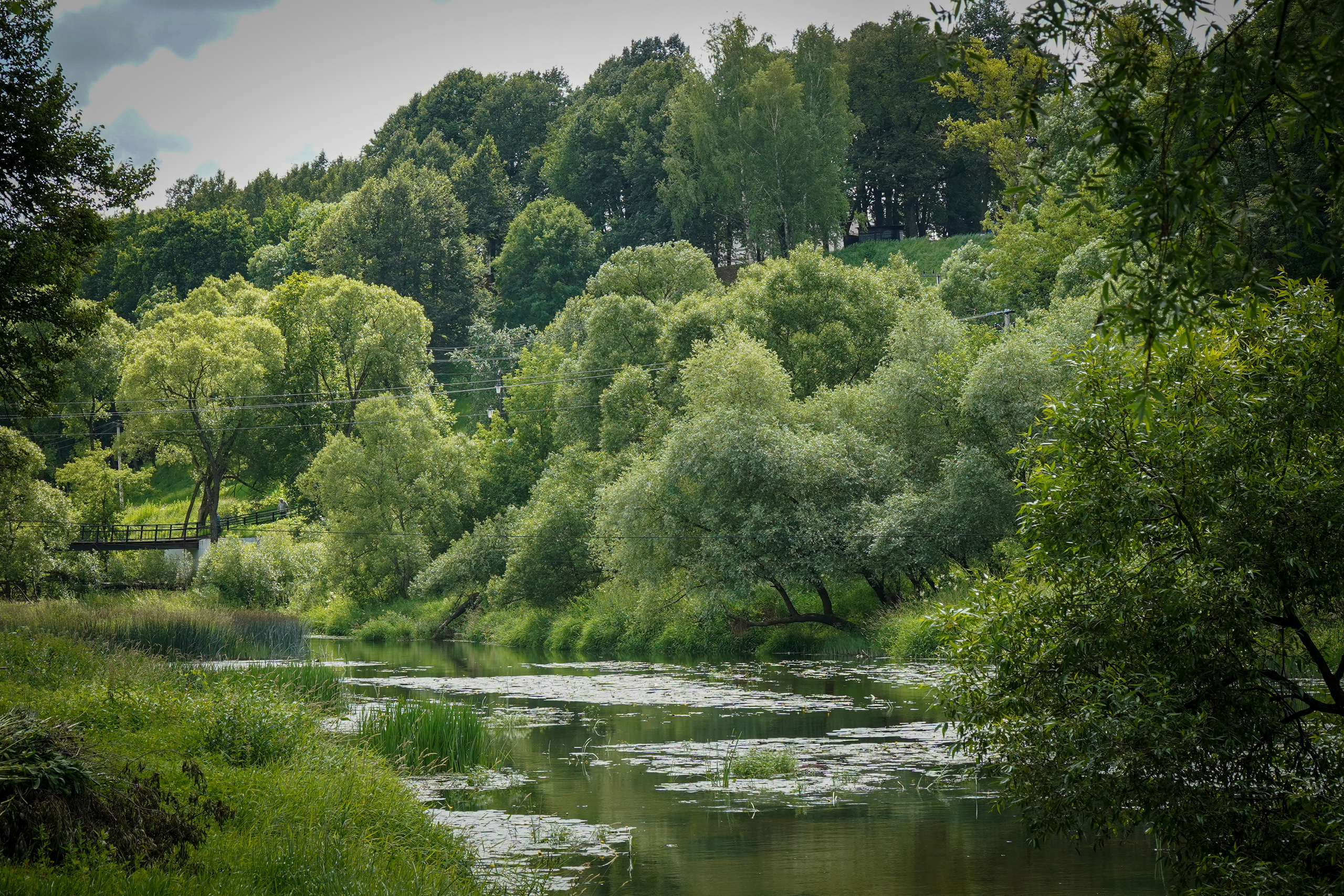 ВЕРЕЯ. Июль 2023. Фотограф Наталья Погодина в г. Обнинске