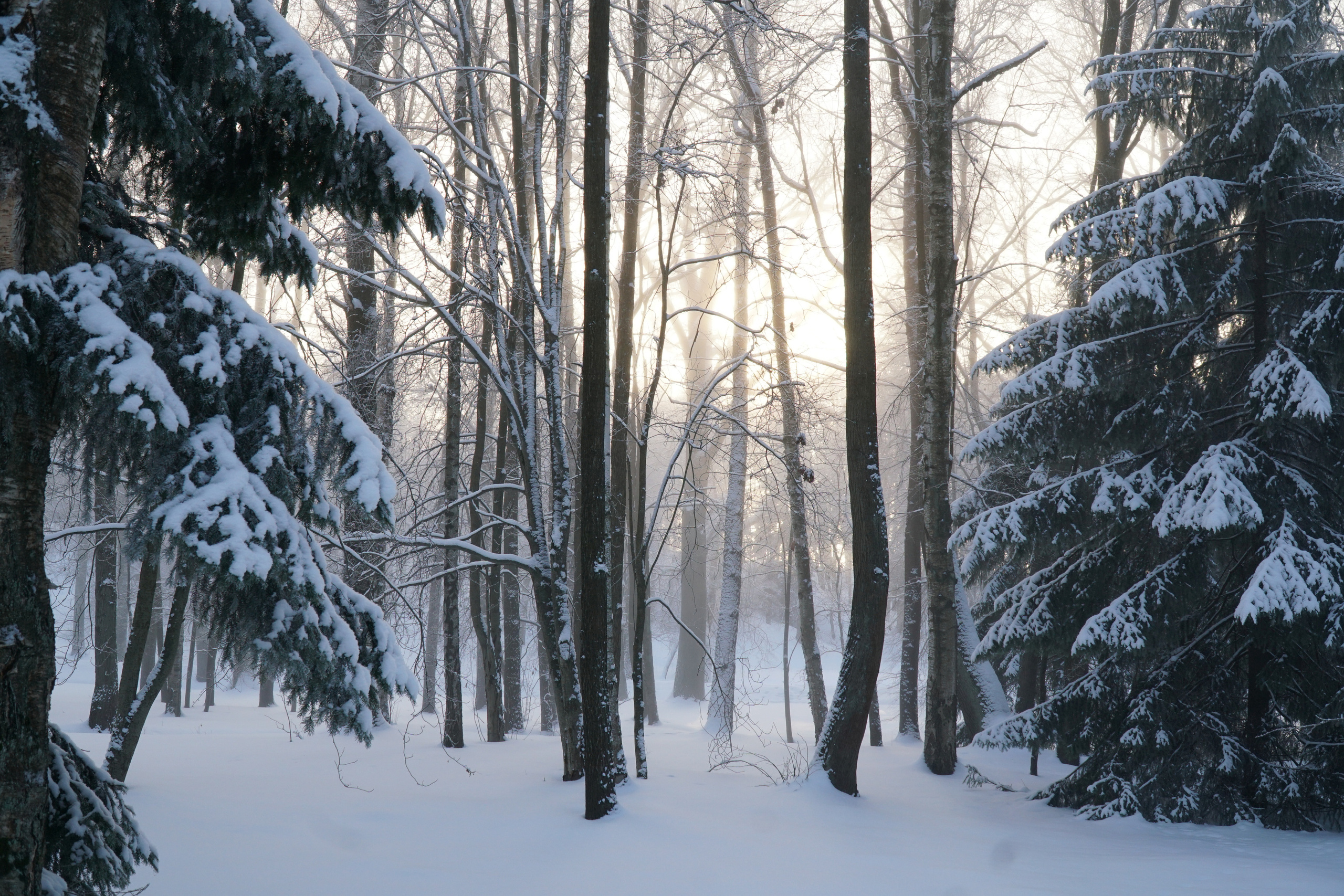 ПЕТЕРГОФ. Январь 2022. Фотограф Наталья Погодина в г. Обнинске