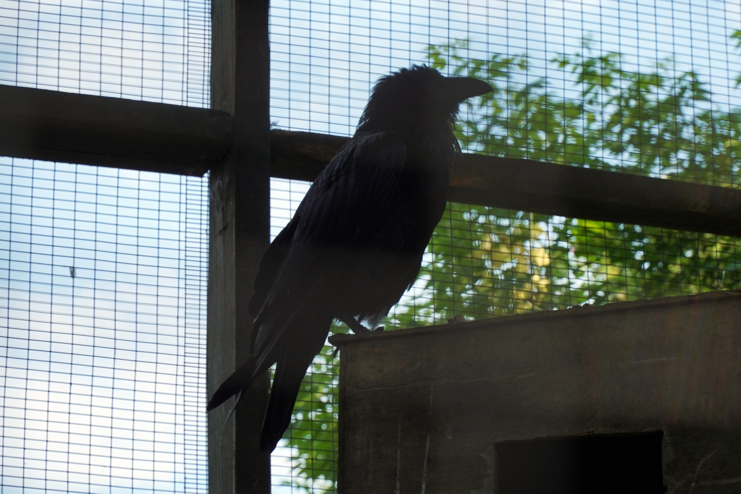 РУСИНОВО. Фотограф Наталья Погодина в г. Обнинске