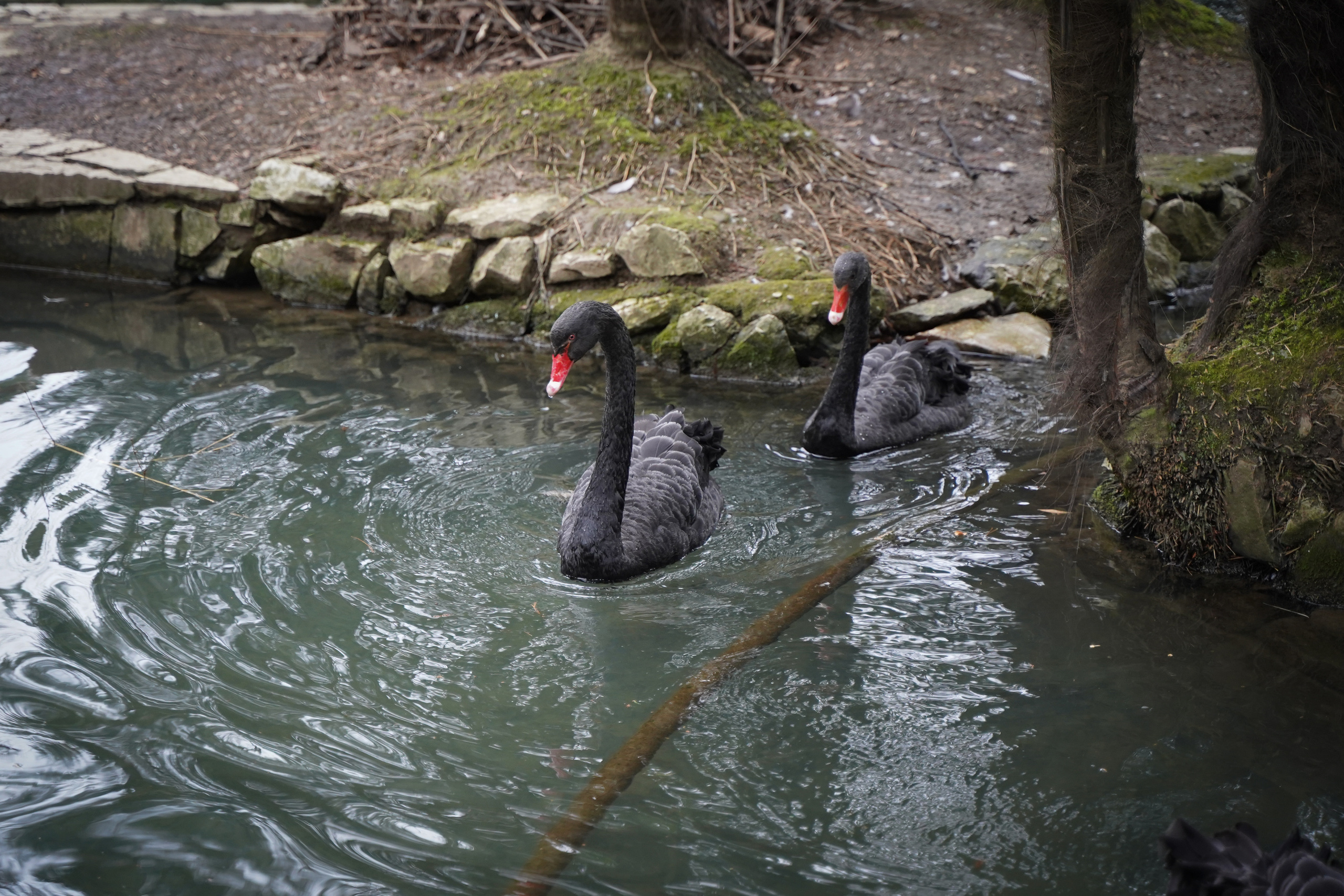 Фото Сочи 2023. Фотограф Наталья Погодина в г. Обнинске
