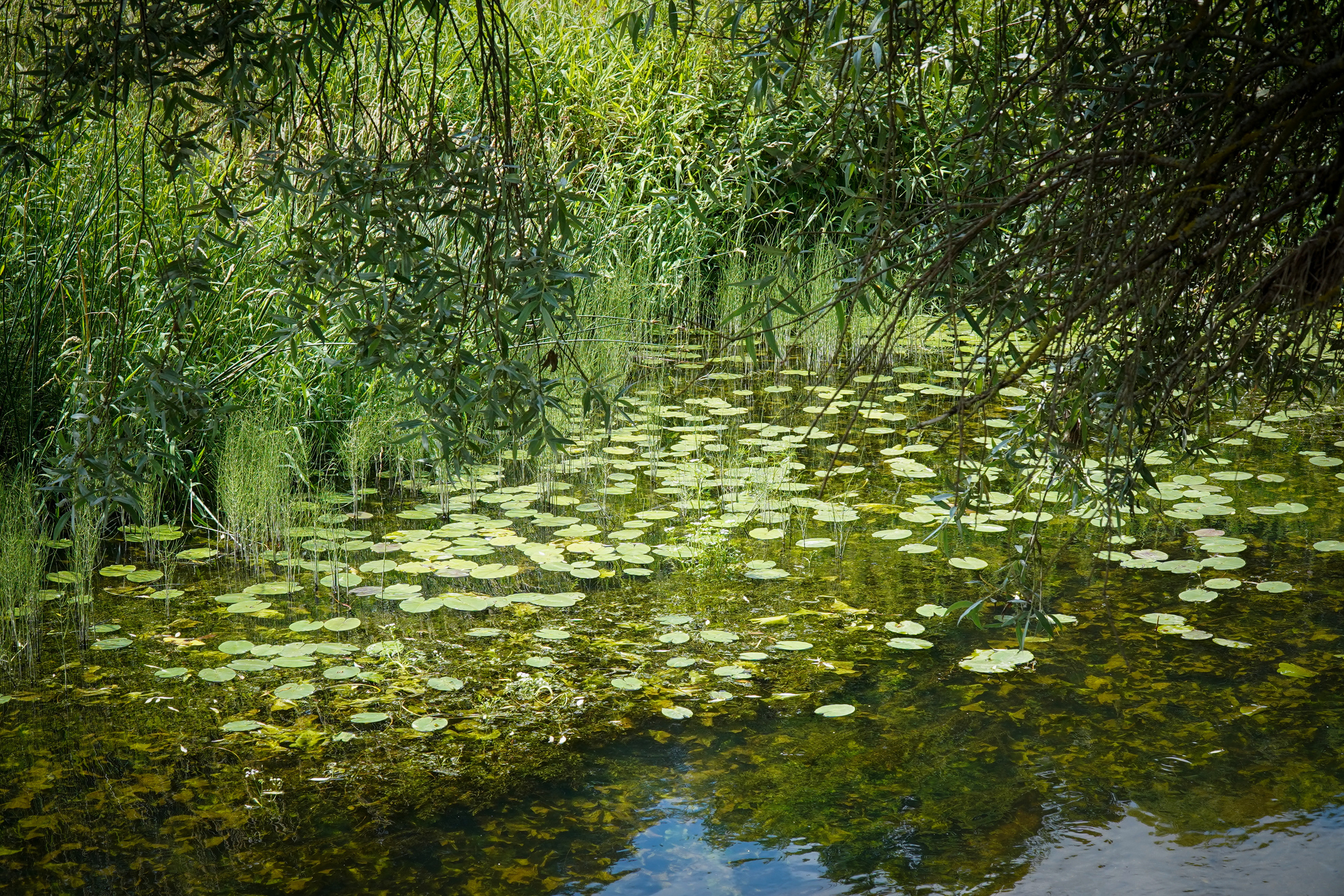 ВЕРЕЯ. Июль 2023. Фотограф Наталья Погодина в г. Обнинске