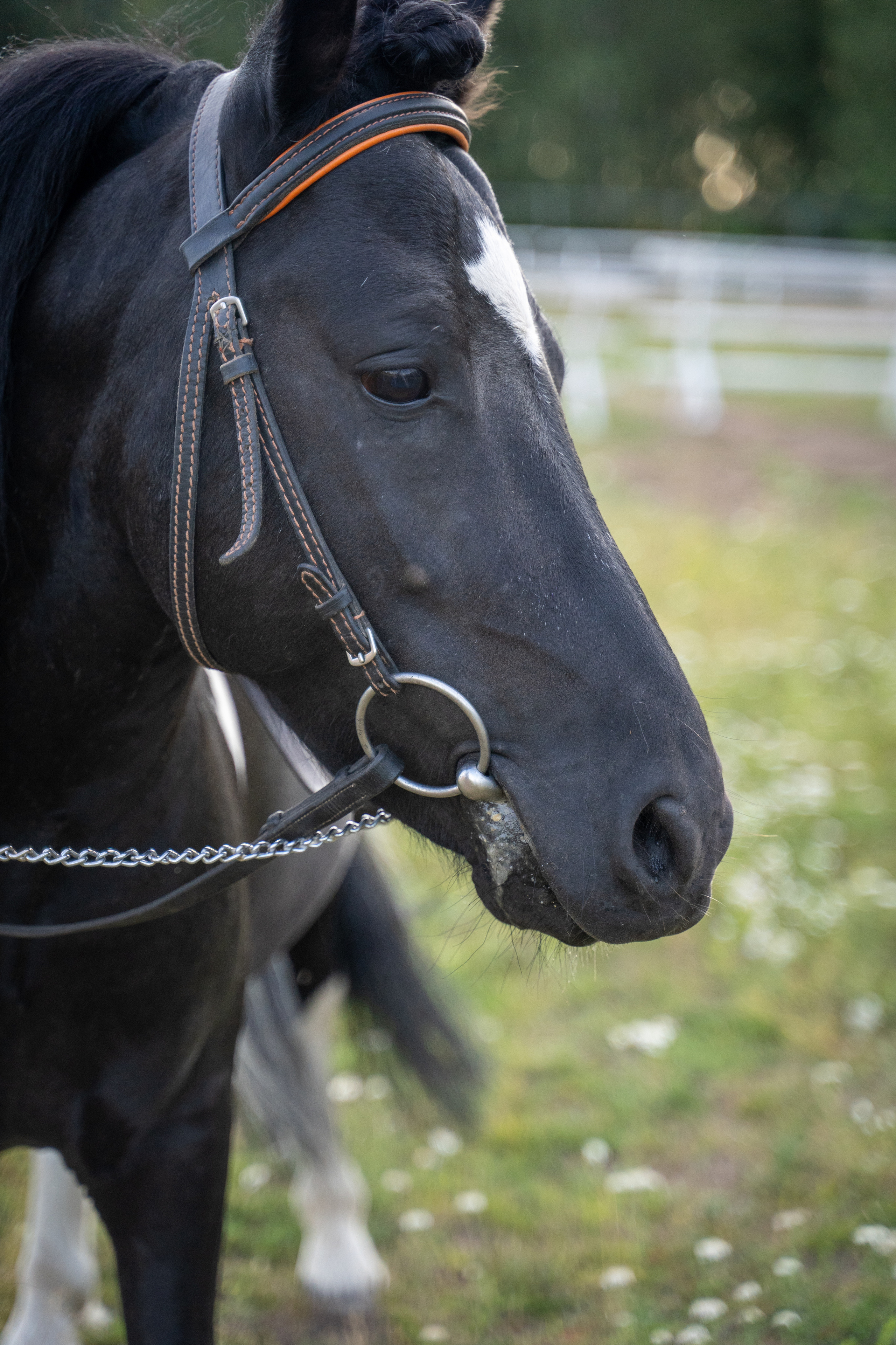Фотосъемка с лошадью. Анималист фотограф. Фотосессия с лошадью на закате