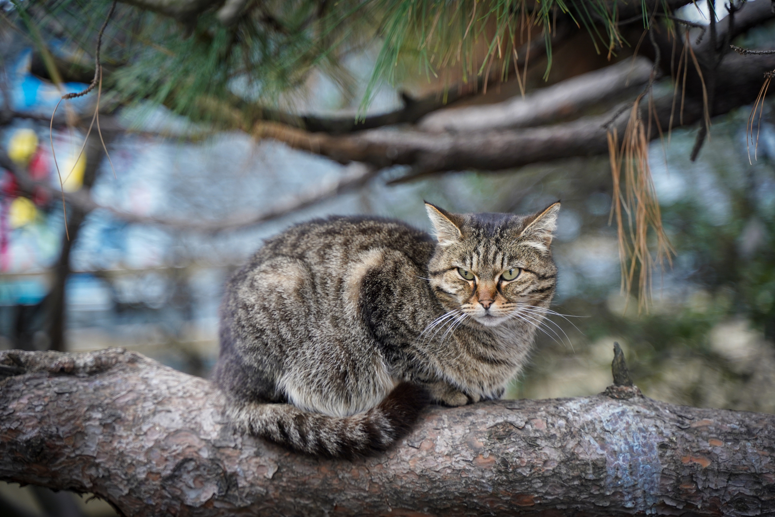 Фото Сочи 2023. Фотограф Наталья Погодина в г. Обнинске