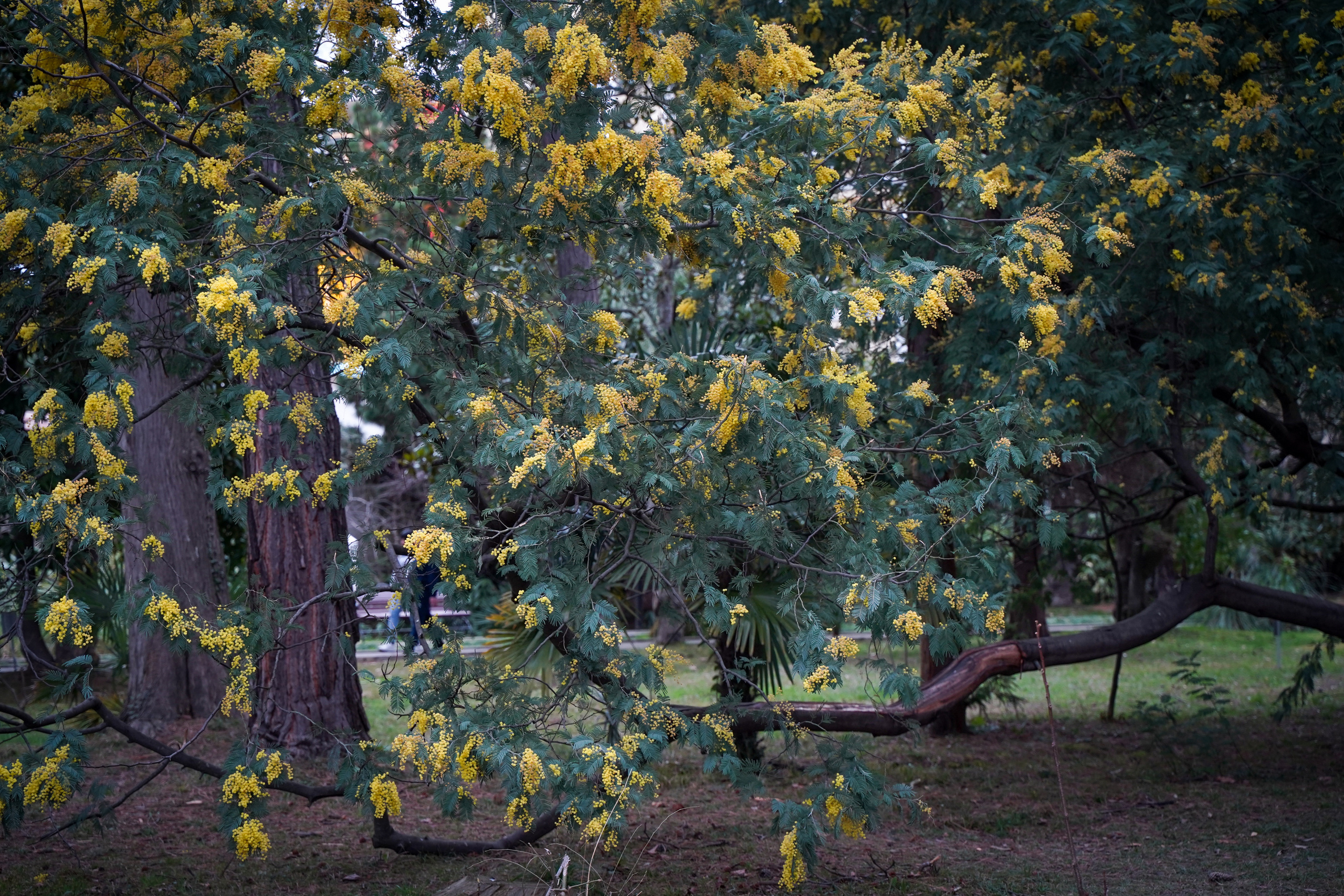 Фото Сочи 2023. Фотограф Наталья Погодина в г. Обнинске