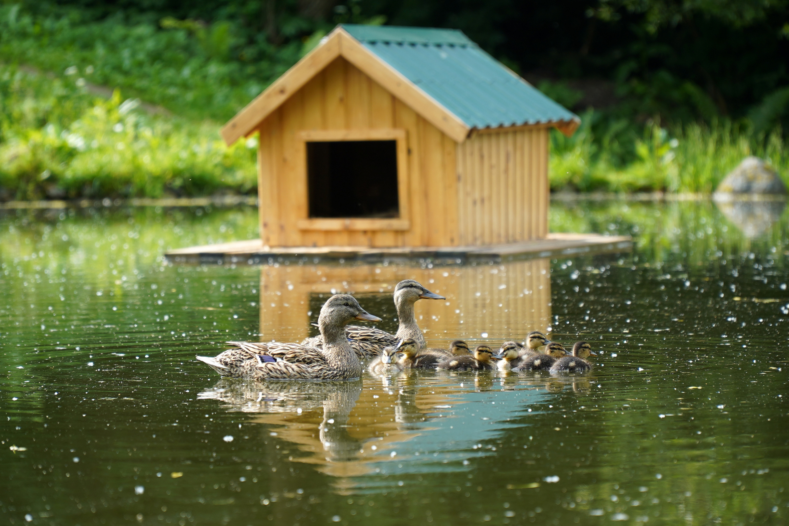 РУСИНОВО. Фотограф Наталья Погодина в г. Обнинске