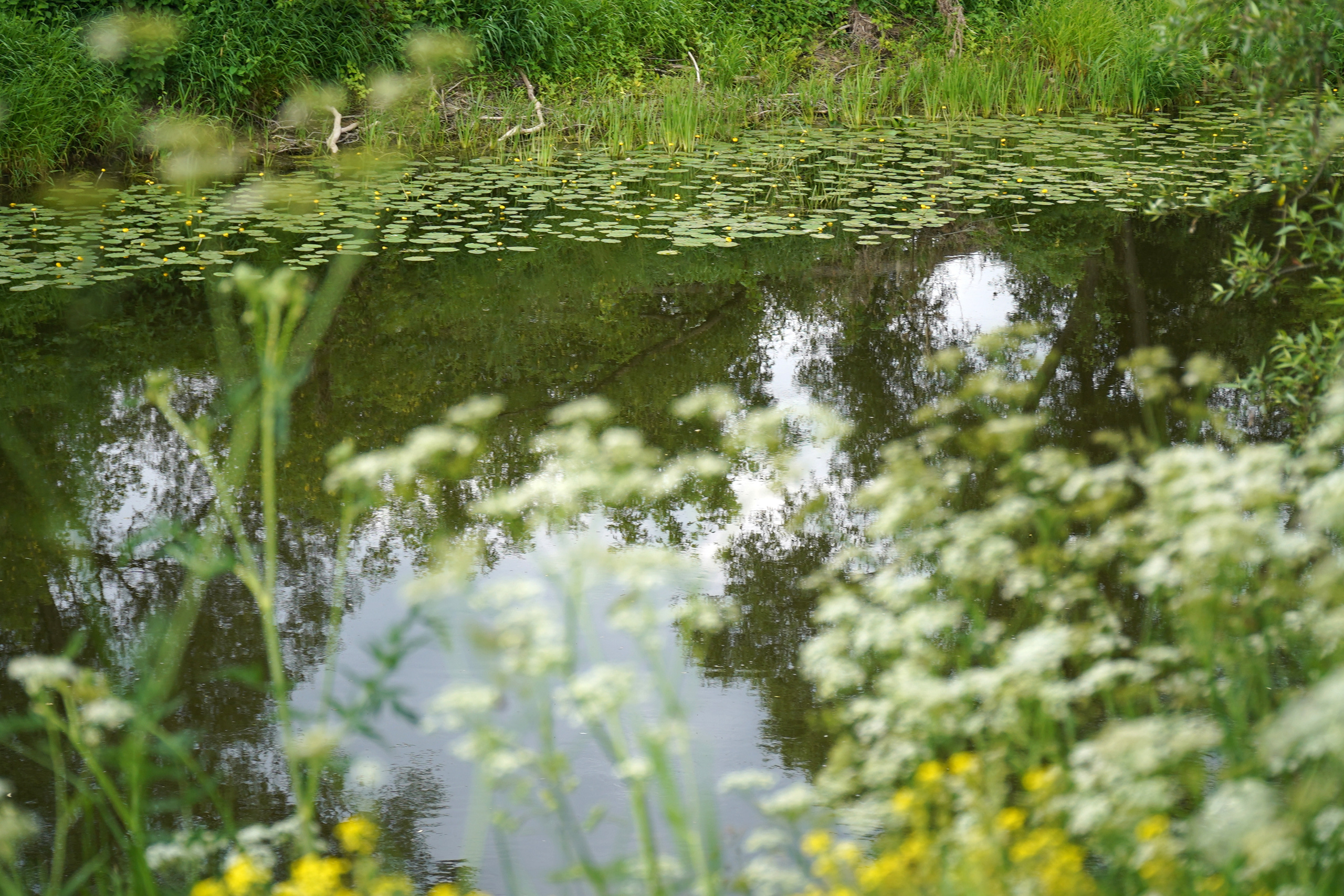 РУСИНОВО. Фотограф Наталья Погодина в г. Обнинске