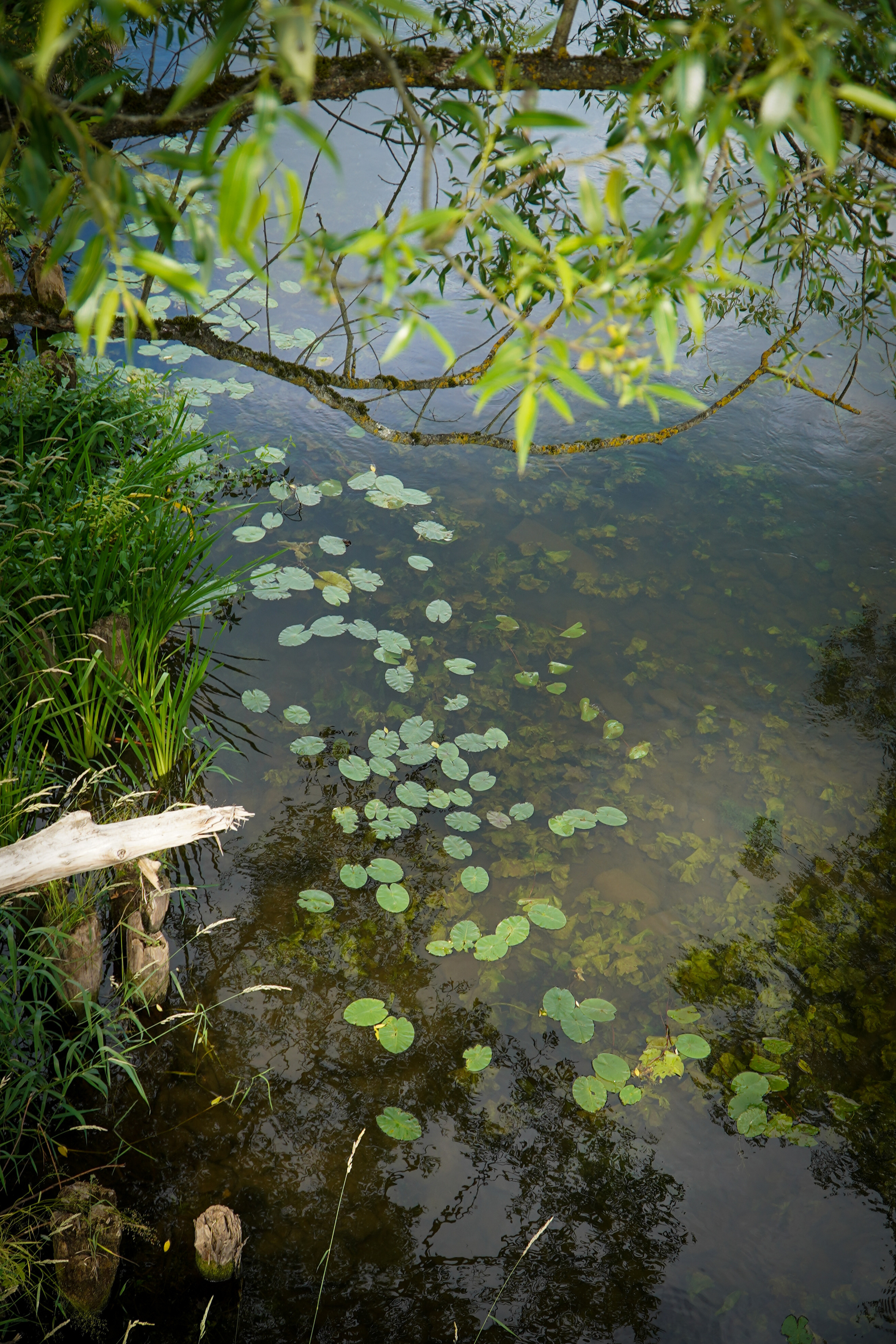 ВЕРЕЯ. Июль 2023. Фотограф Наталья Погодина в г. Обнинске