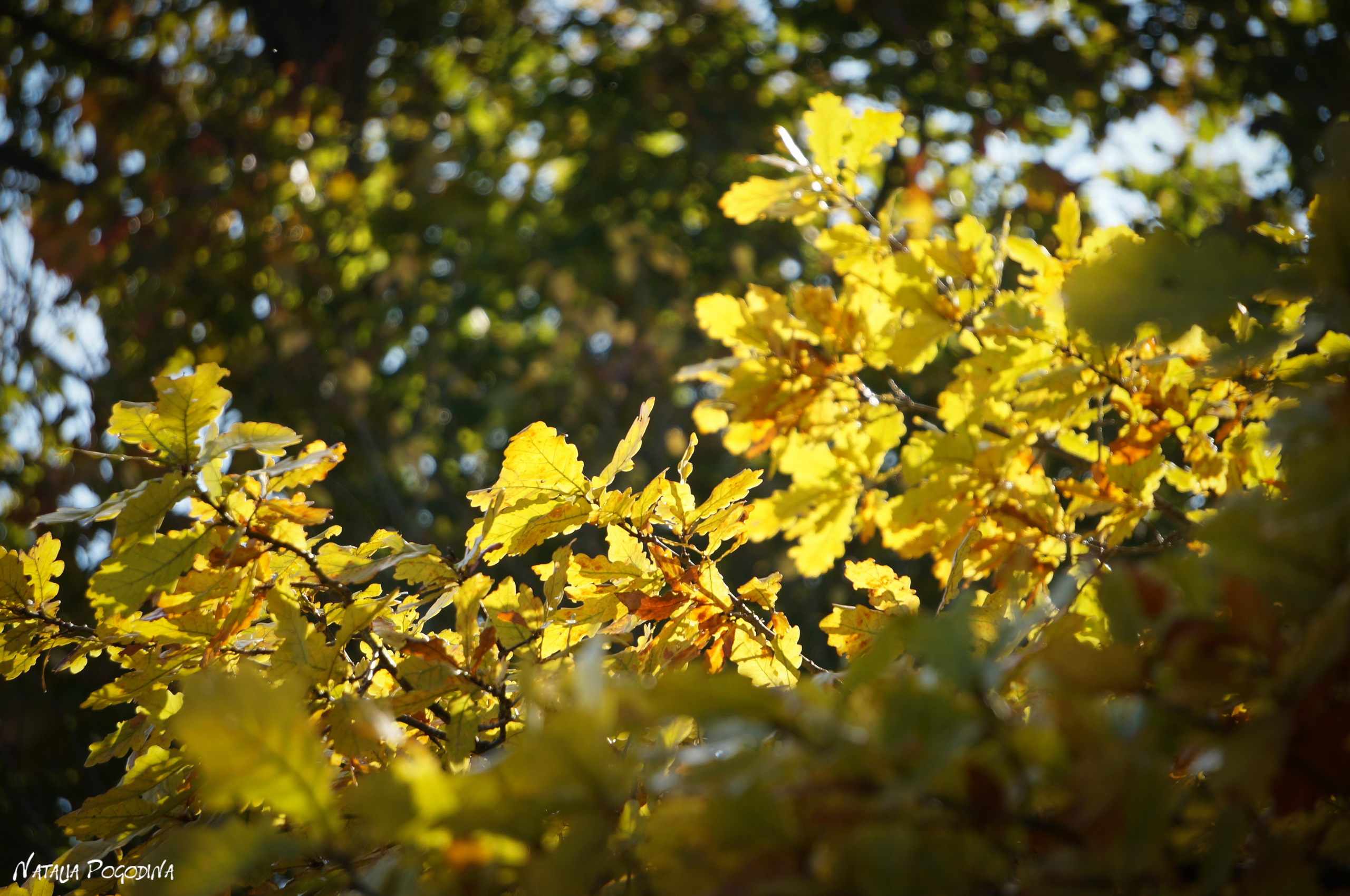 ОБНИНСК. Фотограф Наталья Погодина в г. Обнинске