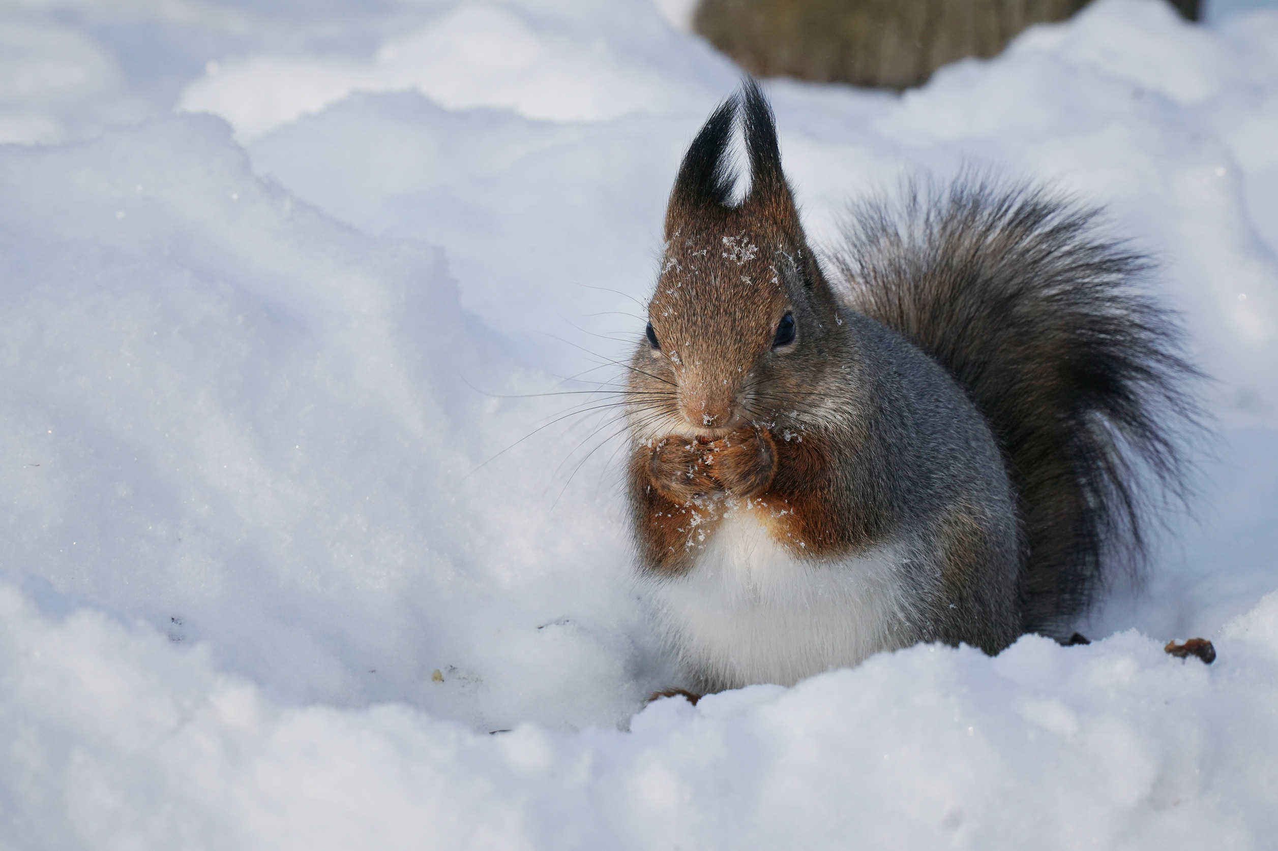 ПЕТЕРГОФ. Январь 2022. Фотограф Наталья Погодина в г. Обнинске