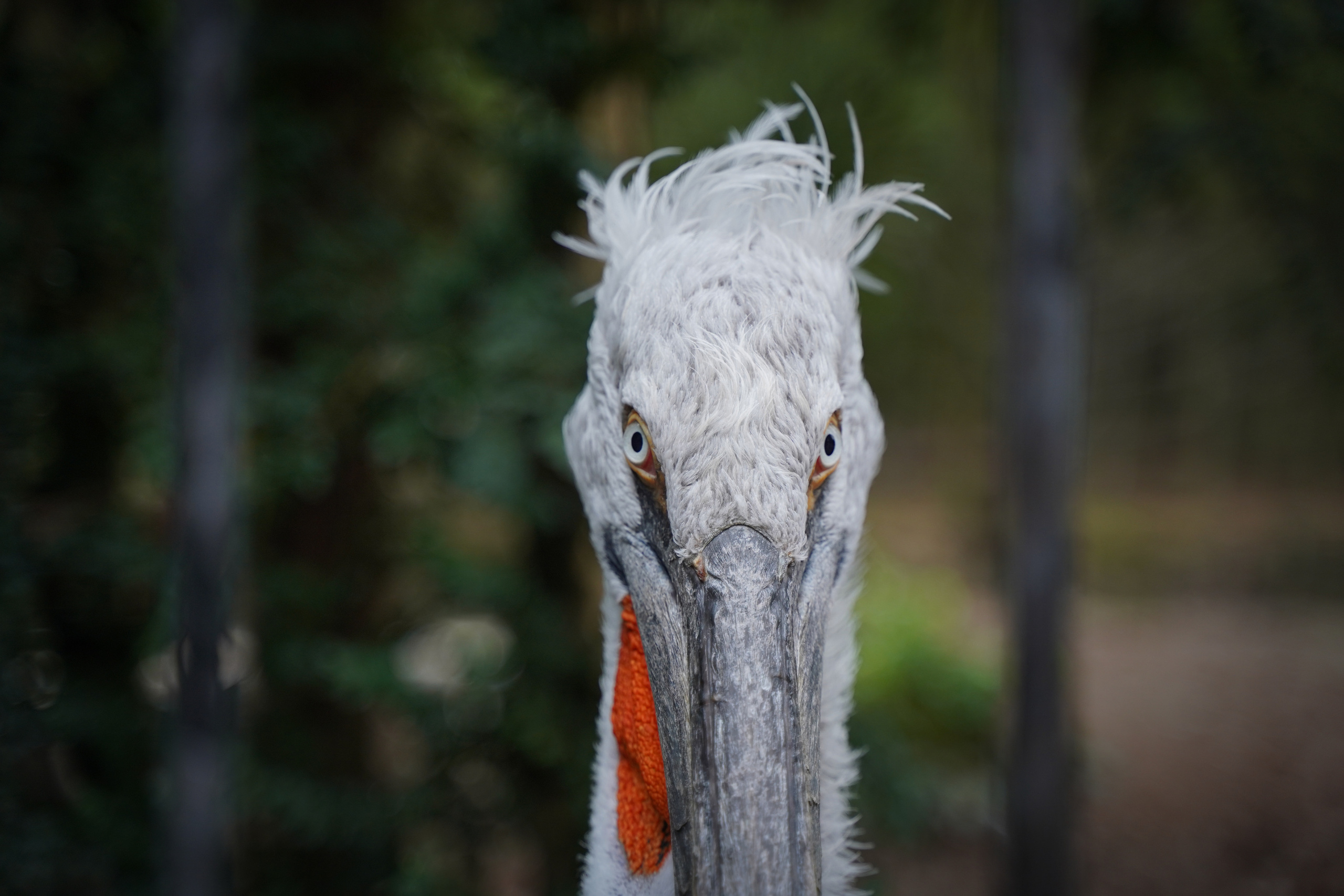 Фото Сочи 2023. Фотограф Наталья Погодина в г. Обнинске