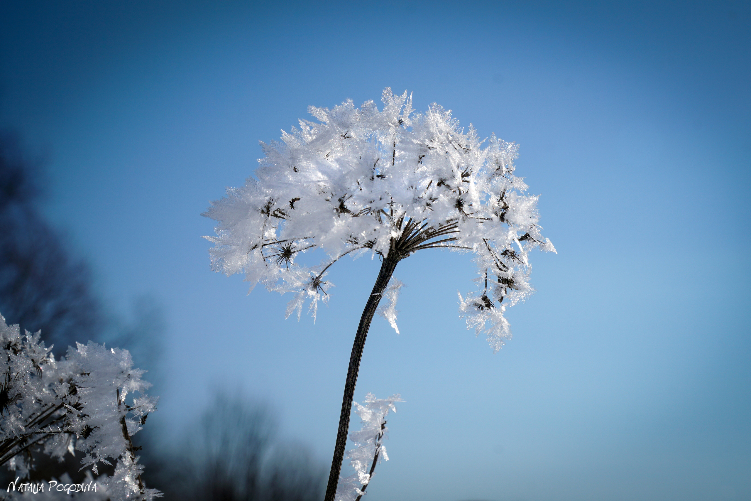 ОБНИНСК. Фотограф Наталья Погодина в г. Обнинске