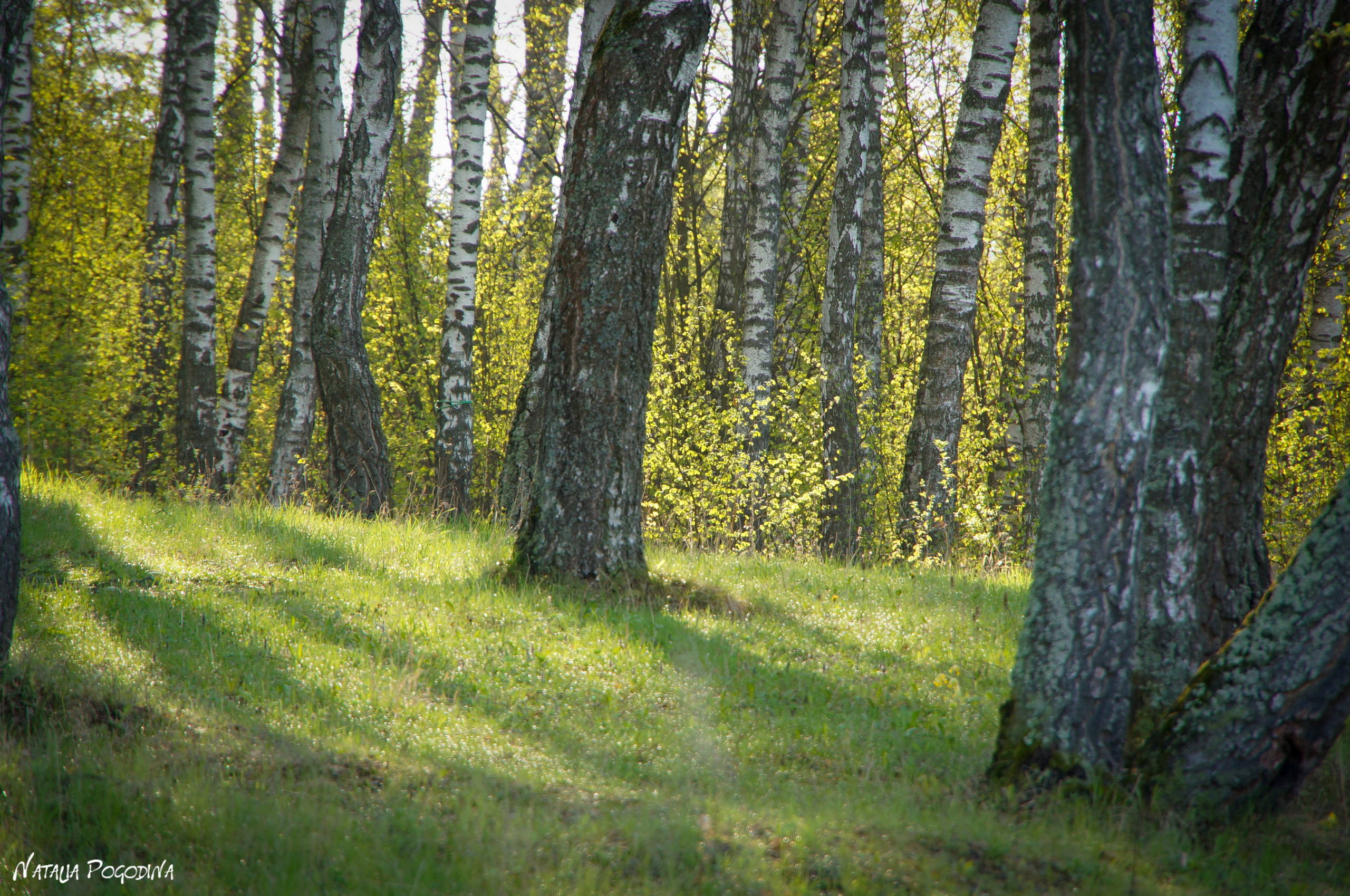 ОБНИНСК. Фотограф Наталья Погодина в г. Обнинске