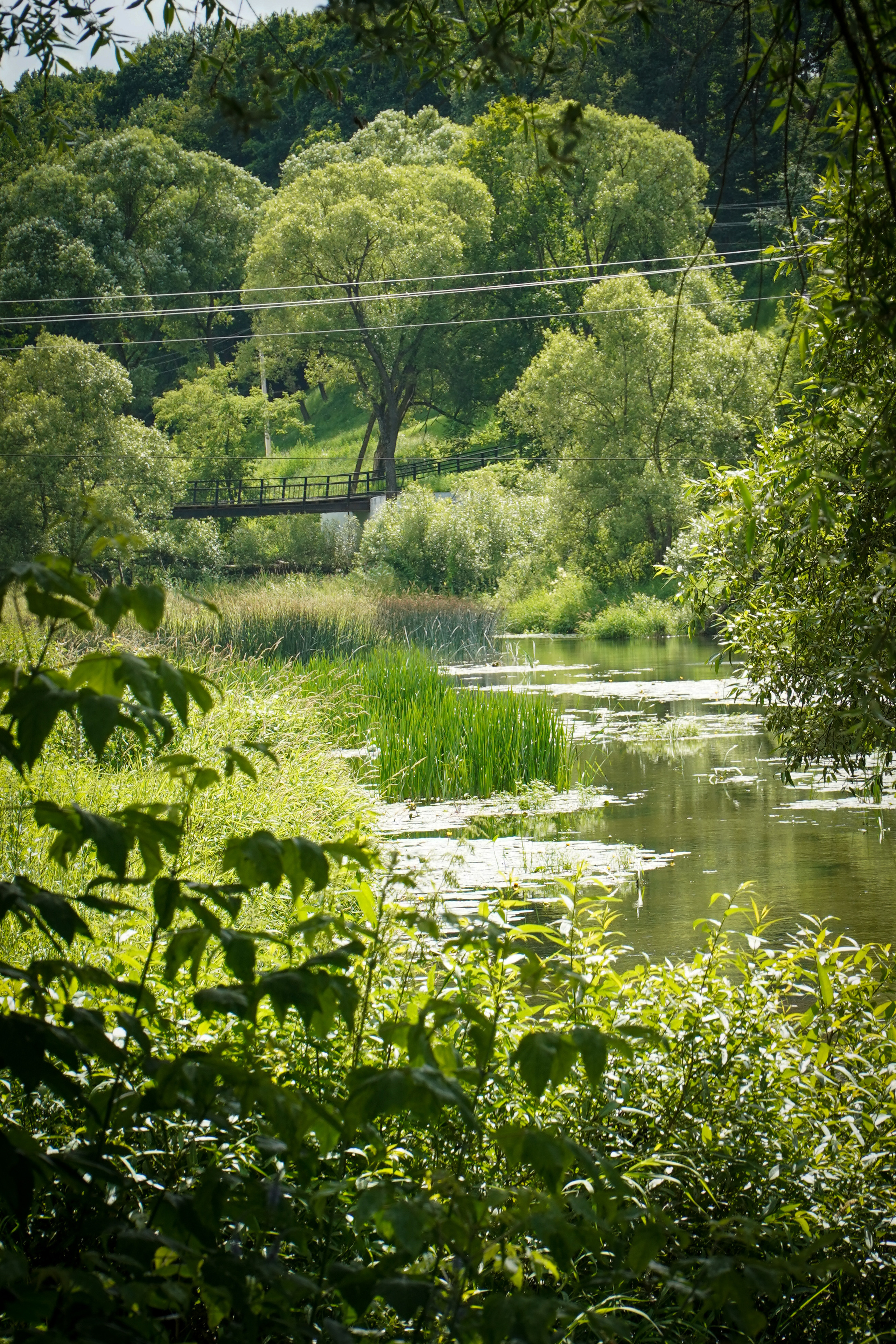 ВЕРЕЯ. Июль 2023. Фотограф Наталья Погодина в г. Обнинске