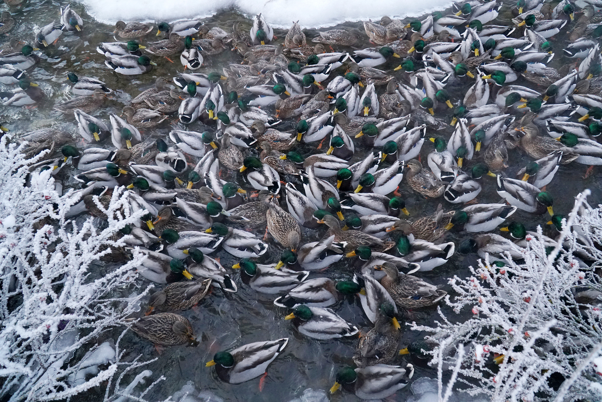 ПЕТЕРГОФ. Январь 2022. Фотограф Наталья Погодина в г. Обнинске
