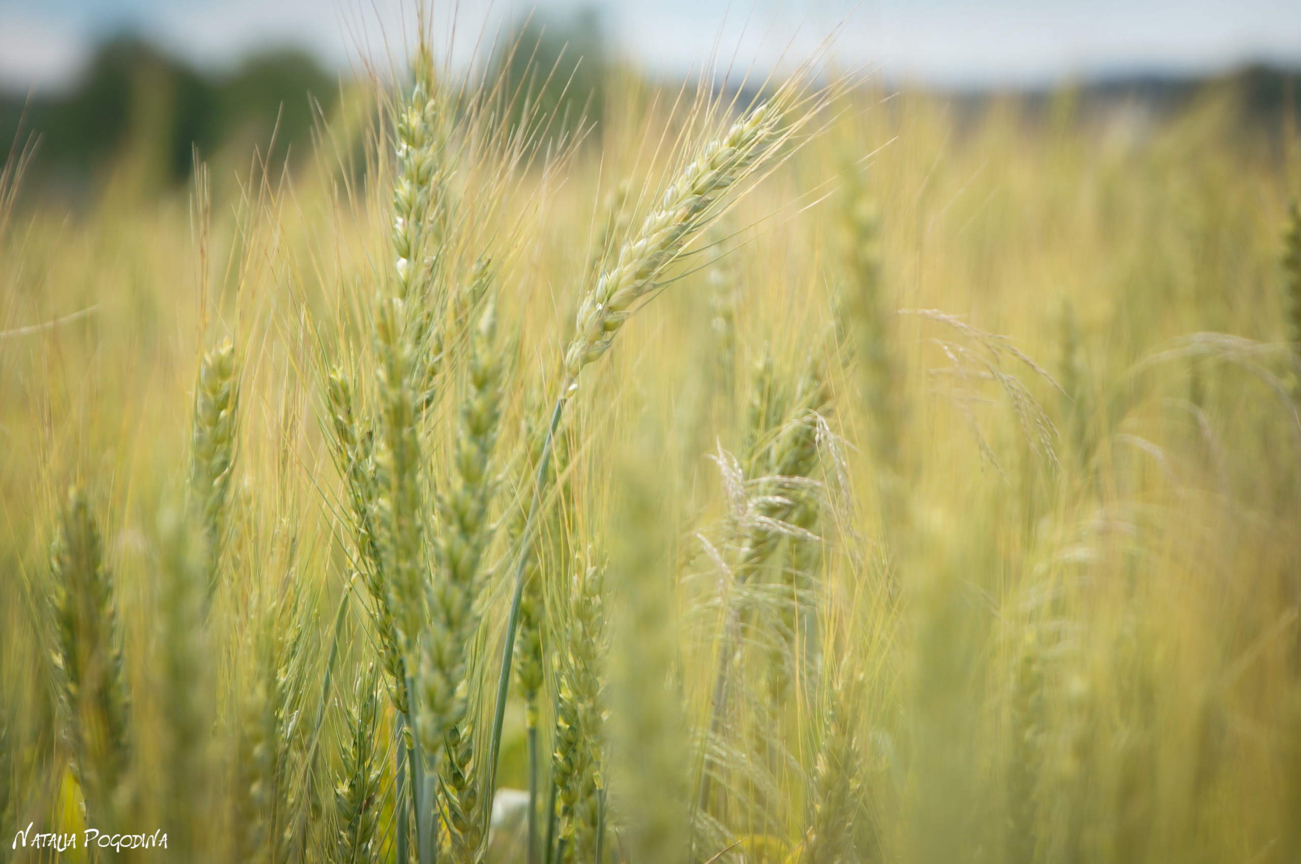ОБНИНСК. Фотограф Наталья Погодина в г. Обнинске
