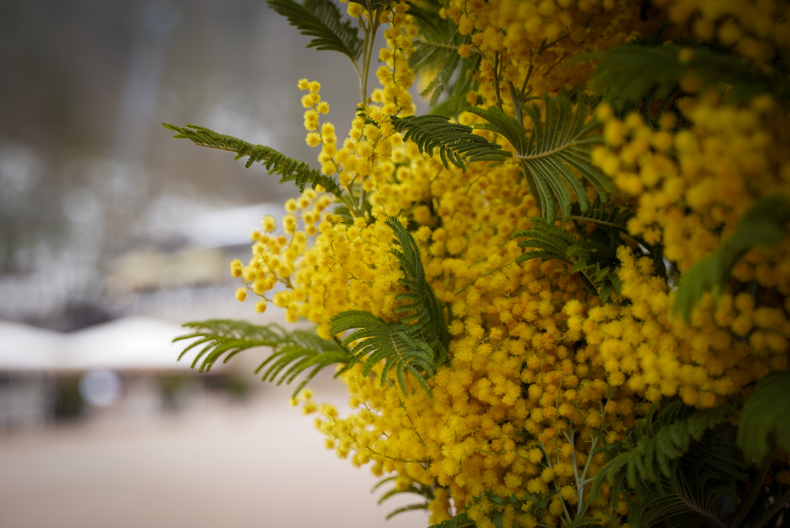 Фото Сочи 2023. Фотограф Наталья Погодина в г. Обнинске