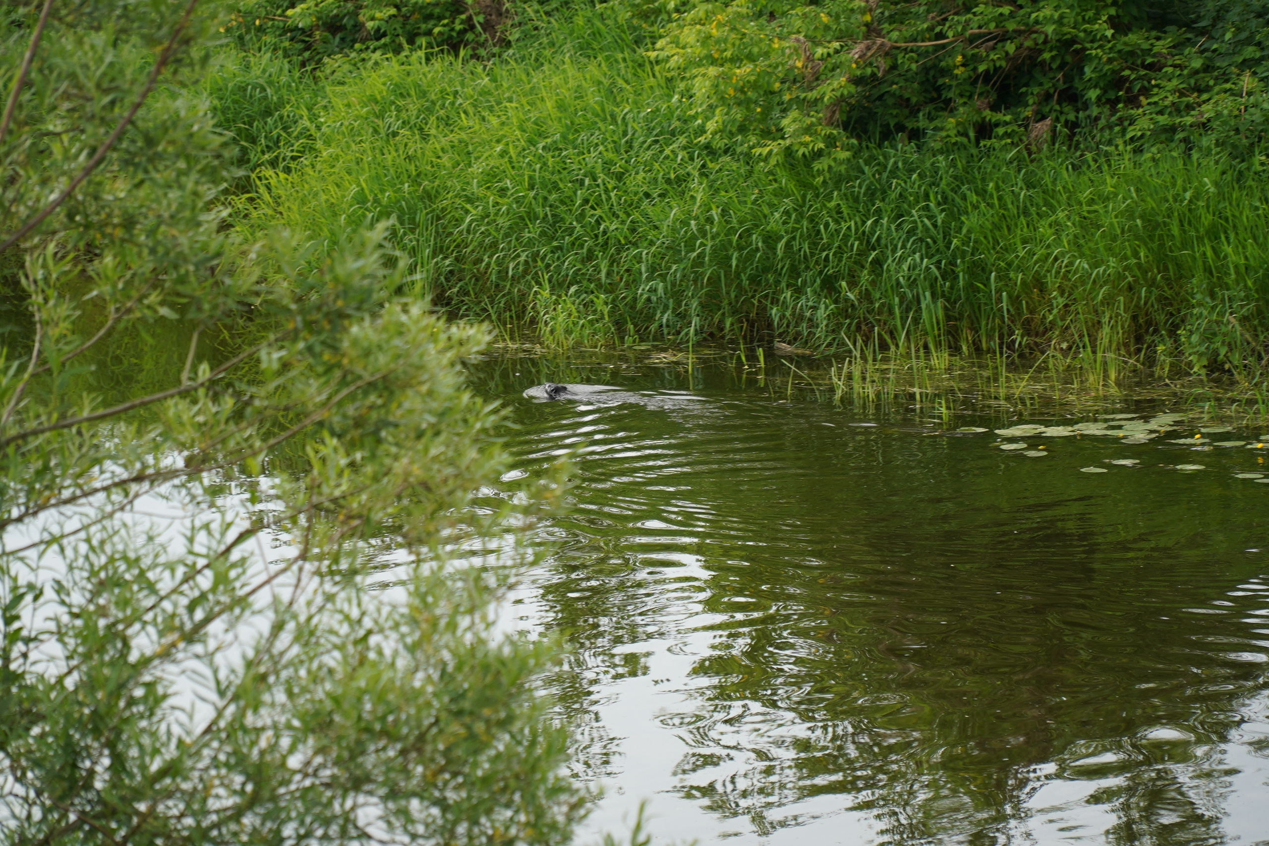 РУСИНОВО. Фотограф Наталья Погодина в г. Обнинске
