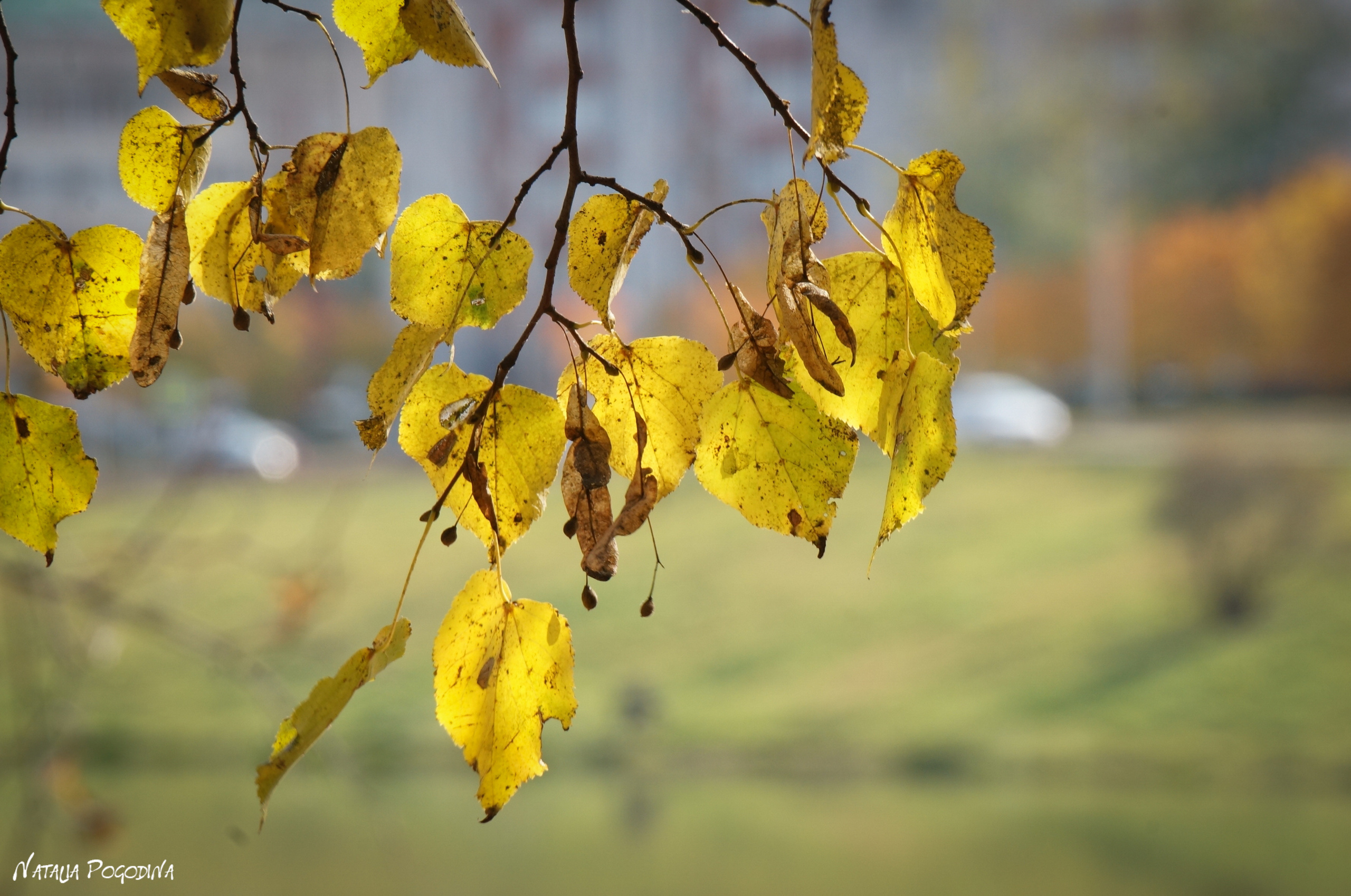 ОБНИНСК. Фотограф Наталья Погодина в г. Обнинске