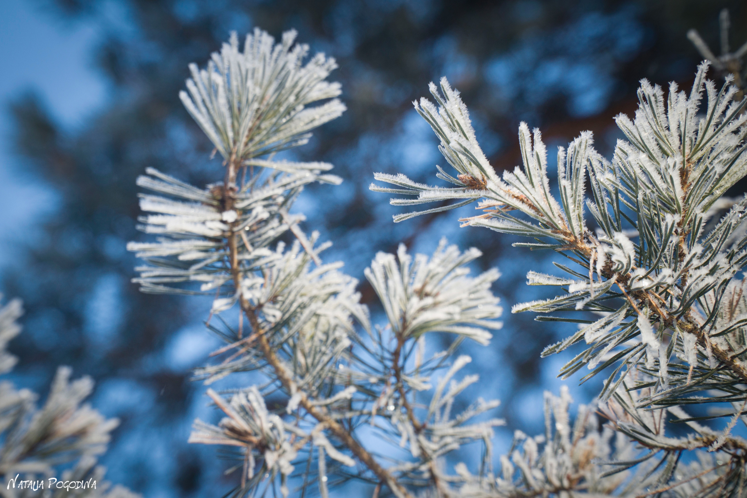 ОБНИНСК. Фотограф Наталья Погодина в г. Обнинске