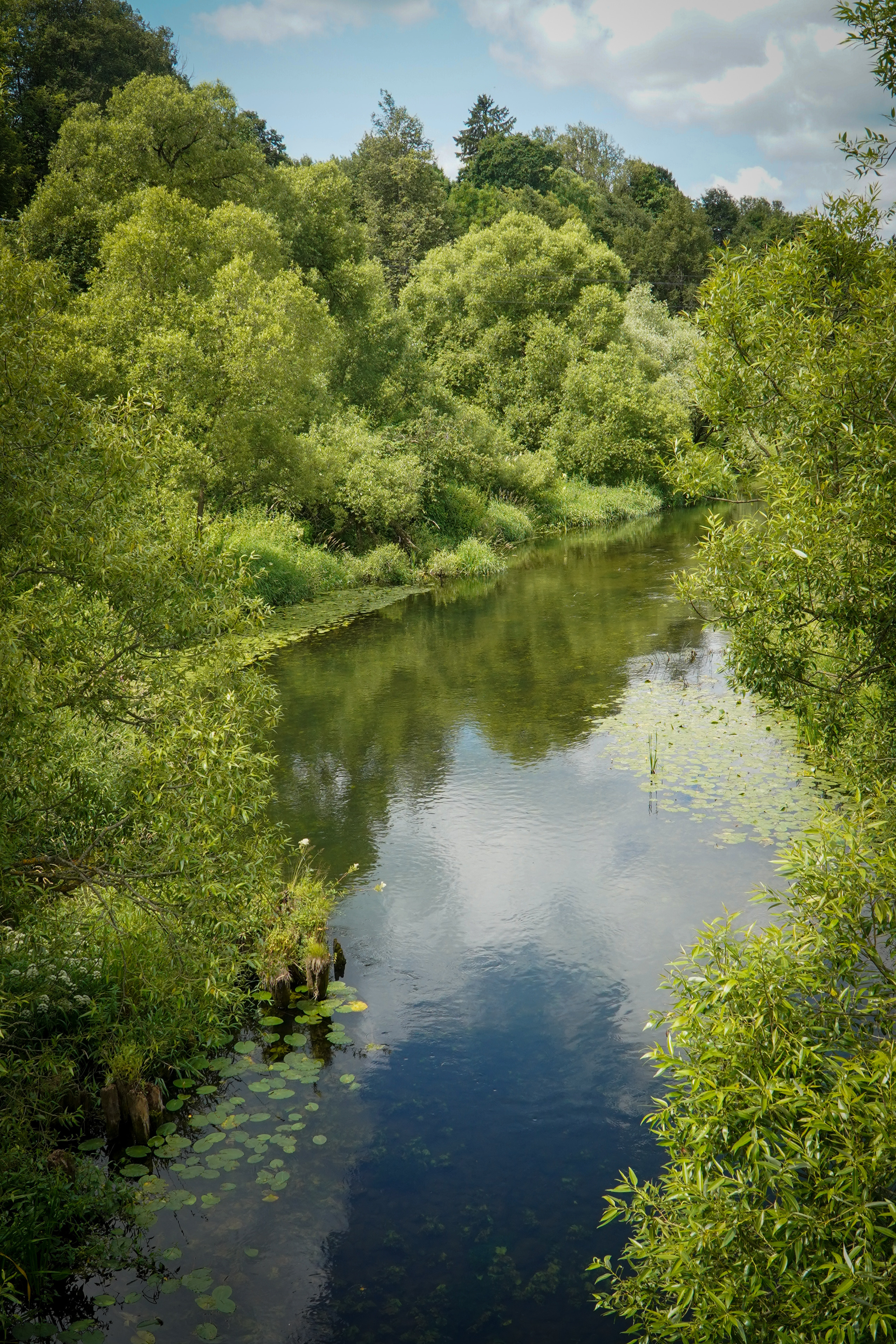 ВЕРЕЯ. Июль 2023. Фотограф Наталья Погодина в г. Обнинске