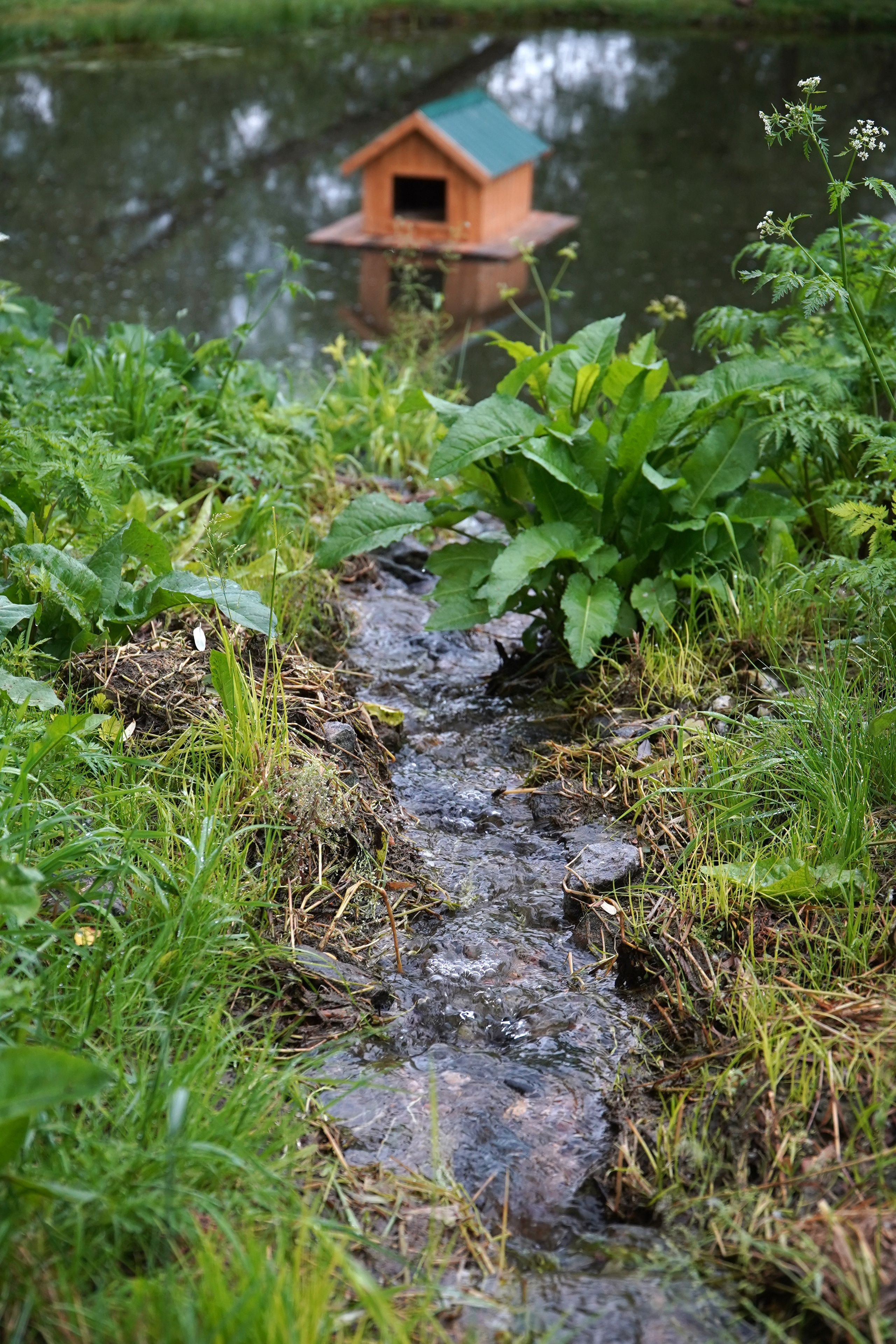 РУСИНОВО. Фотограф Наталья Погодина в г. Обнинске