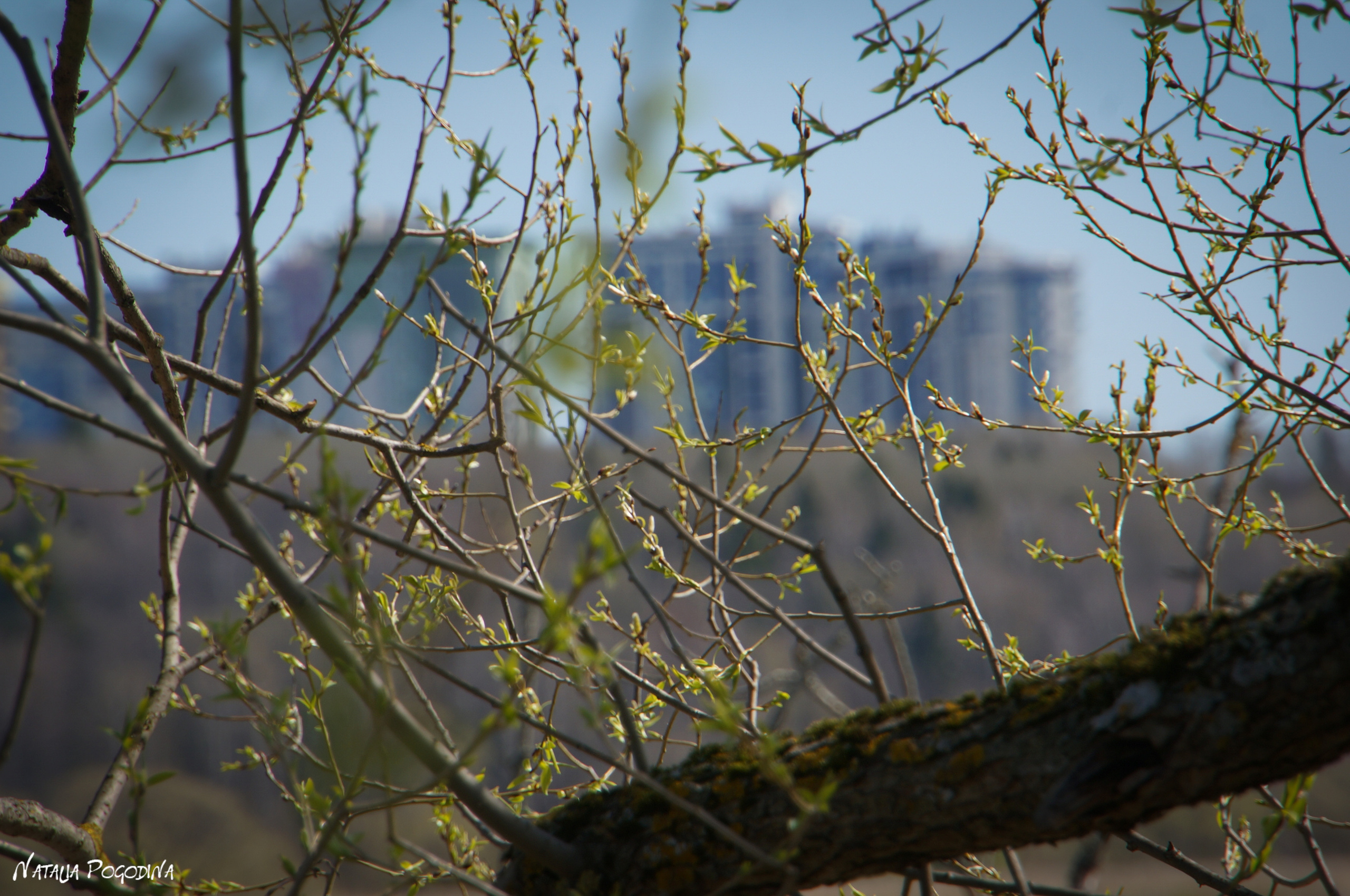 ОБНИНСК. Фотограф Наталья Погодина в г. Обнинске