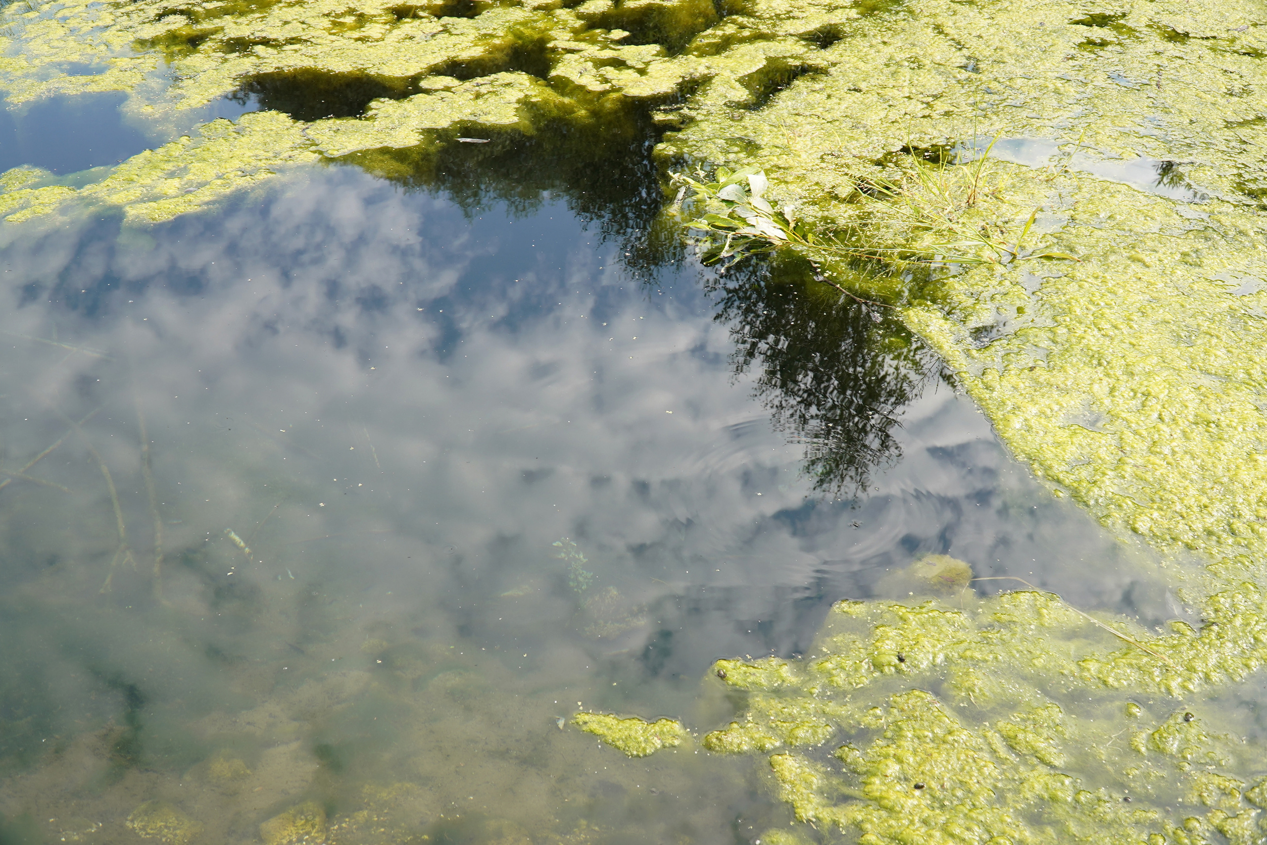 РУСИНОВО. Фотограф Наталья Погодина в г. Обнинске
