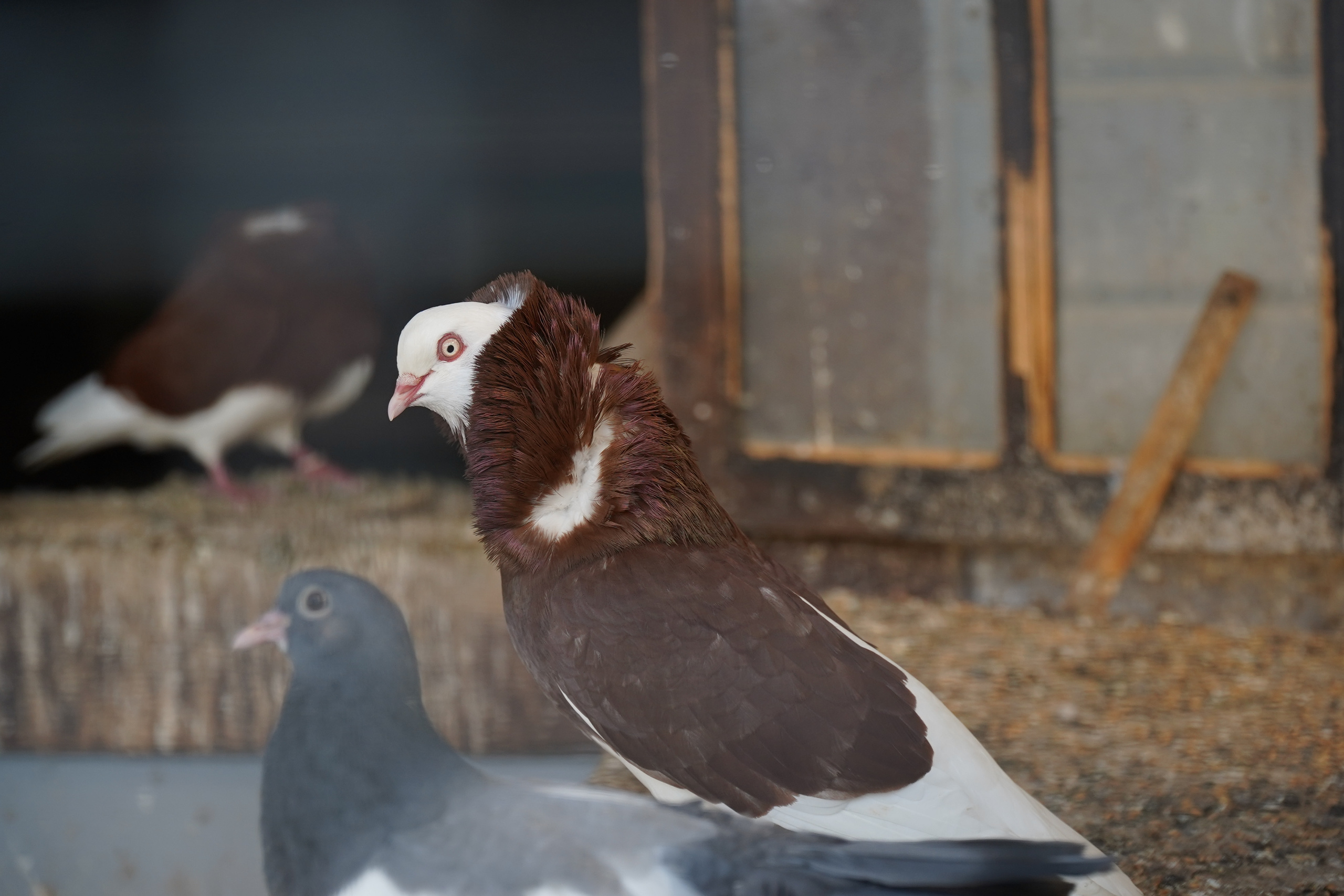 РУСИНОВО. Фотограф Наталья Погодина в г. Обнинске
