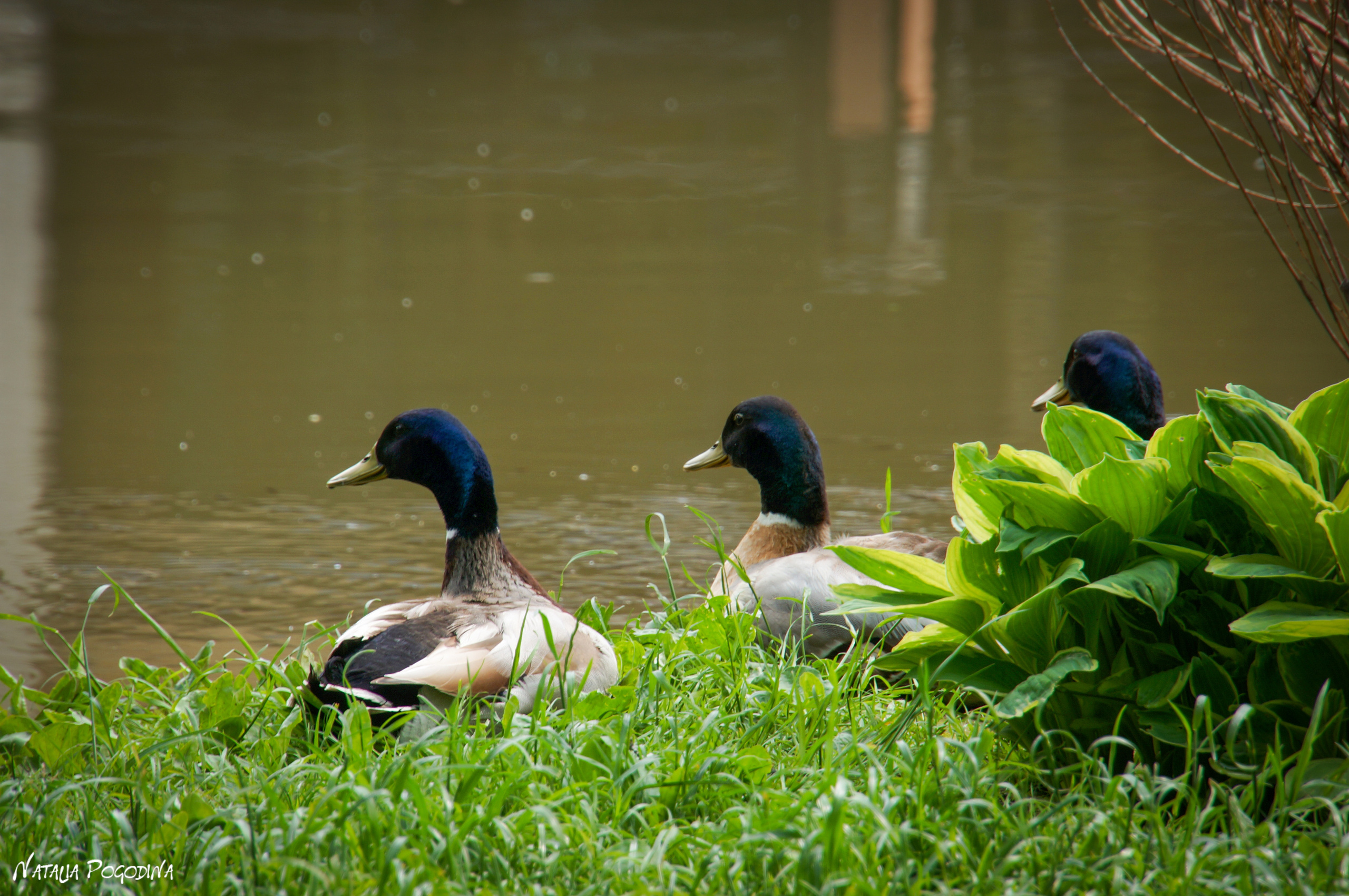 ОБНИНСК. Фотограф Наталья Погодина в г. Обнинске