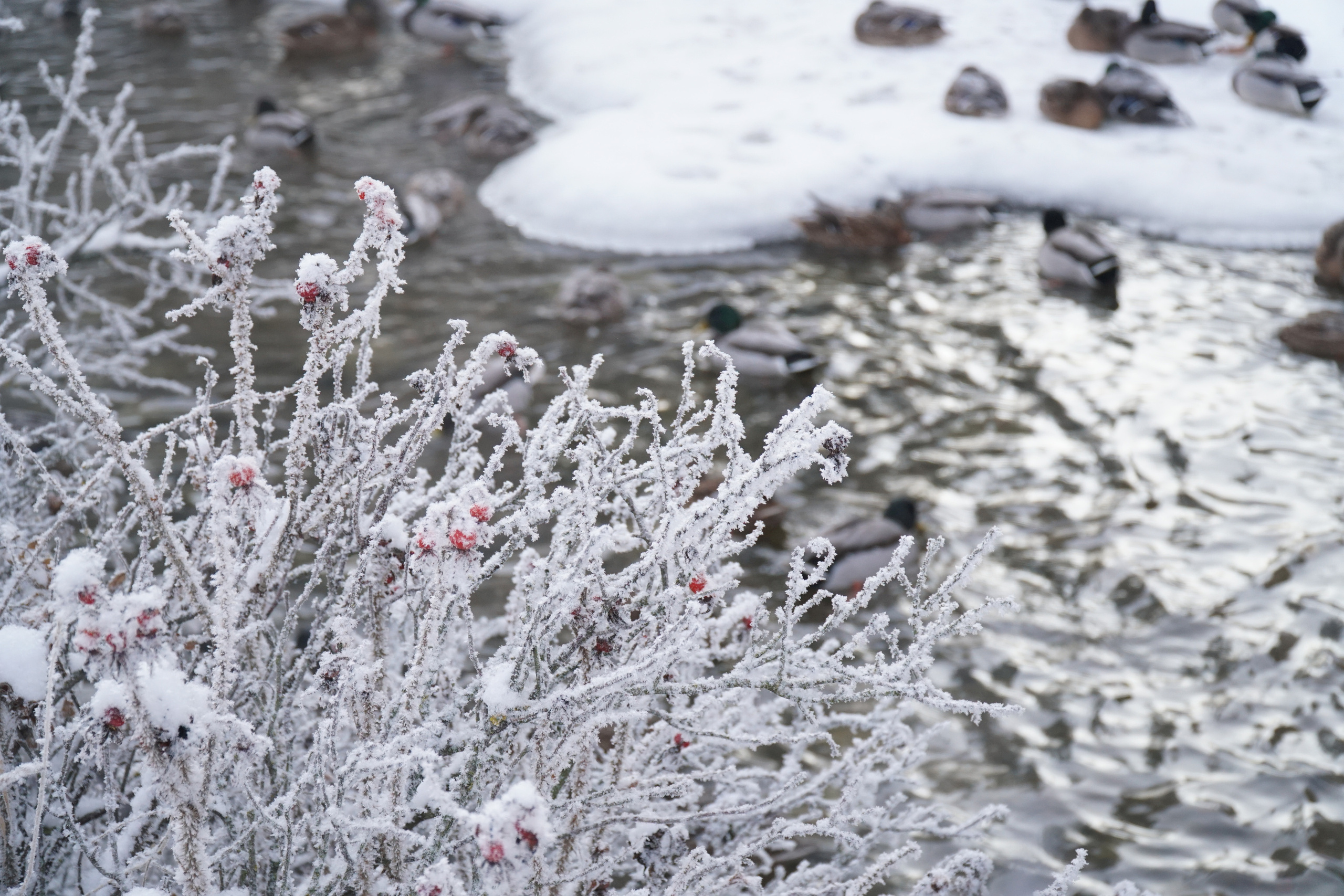 ПЕТЕРГОФ. Январь 2022. Фотограф Наталья Погодина в г. Обнинске