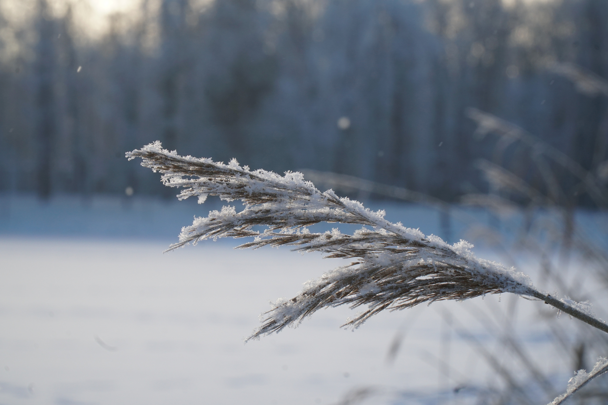 ПЕТЕРГОФ. Январь 2022. Фотограф Наталья Погодина в г. Обнинске