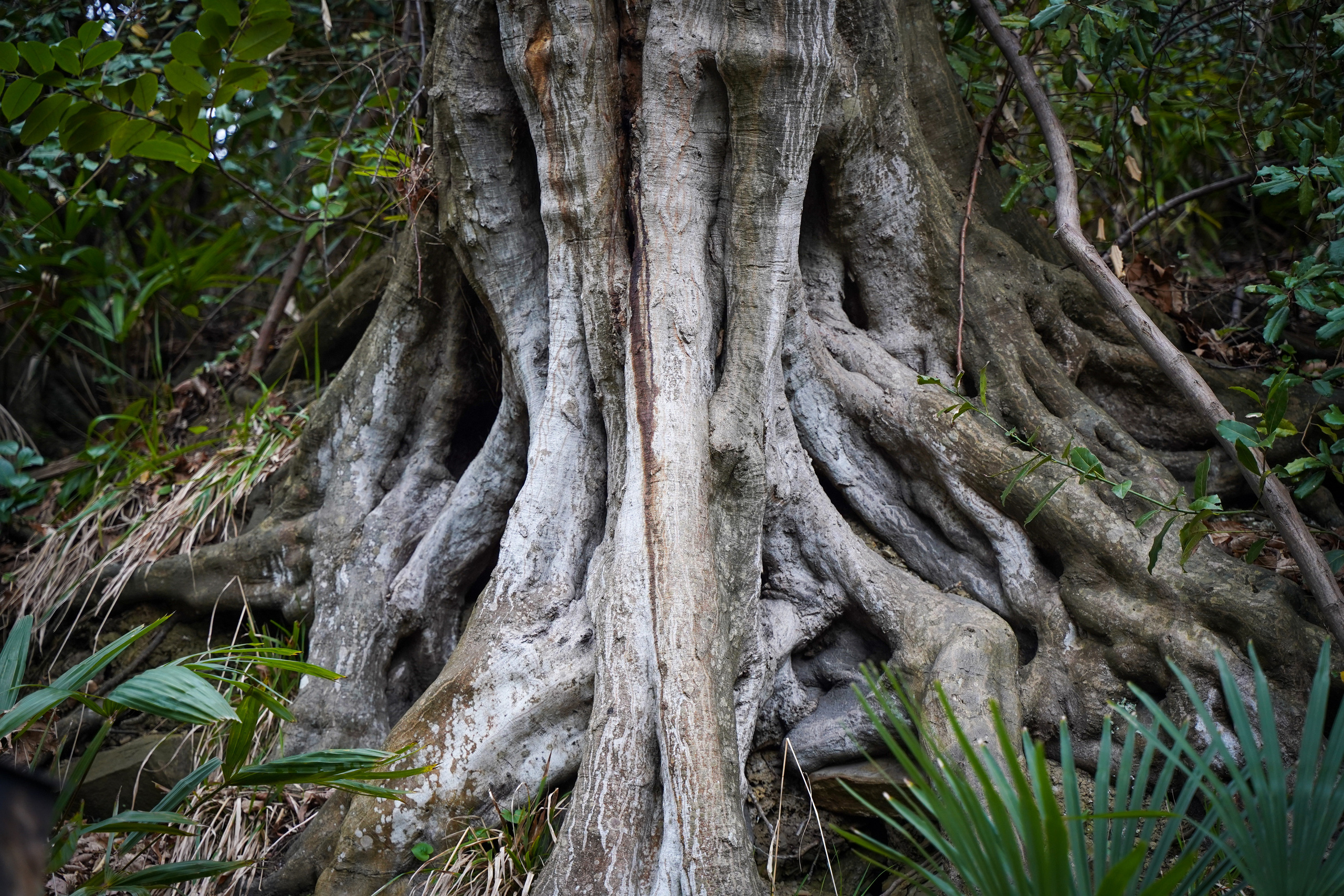 Фото Сочи 2023. Фотограф Наталья Погодина в г. Обнинске