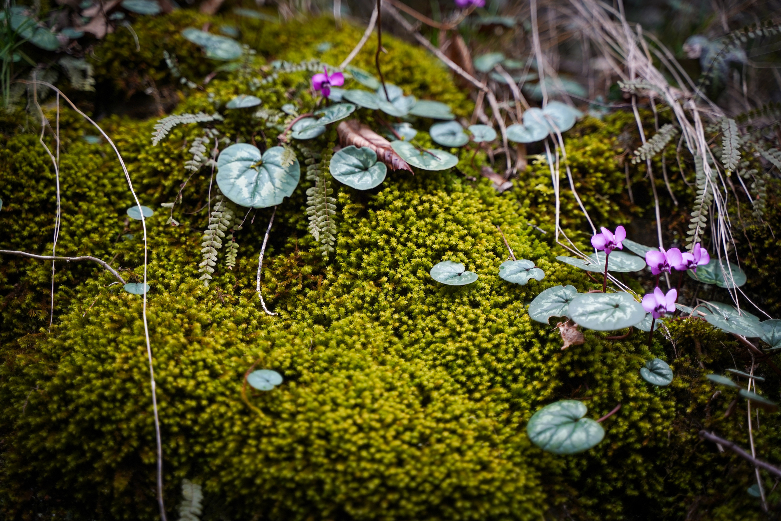 Фото Сочи 2023. Фотограф Наталья Погодина в г. Обнинске