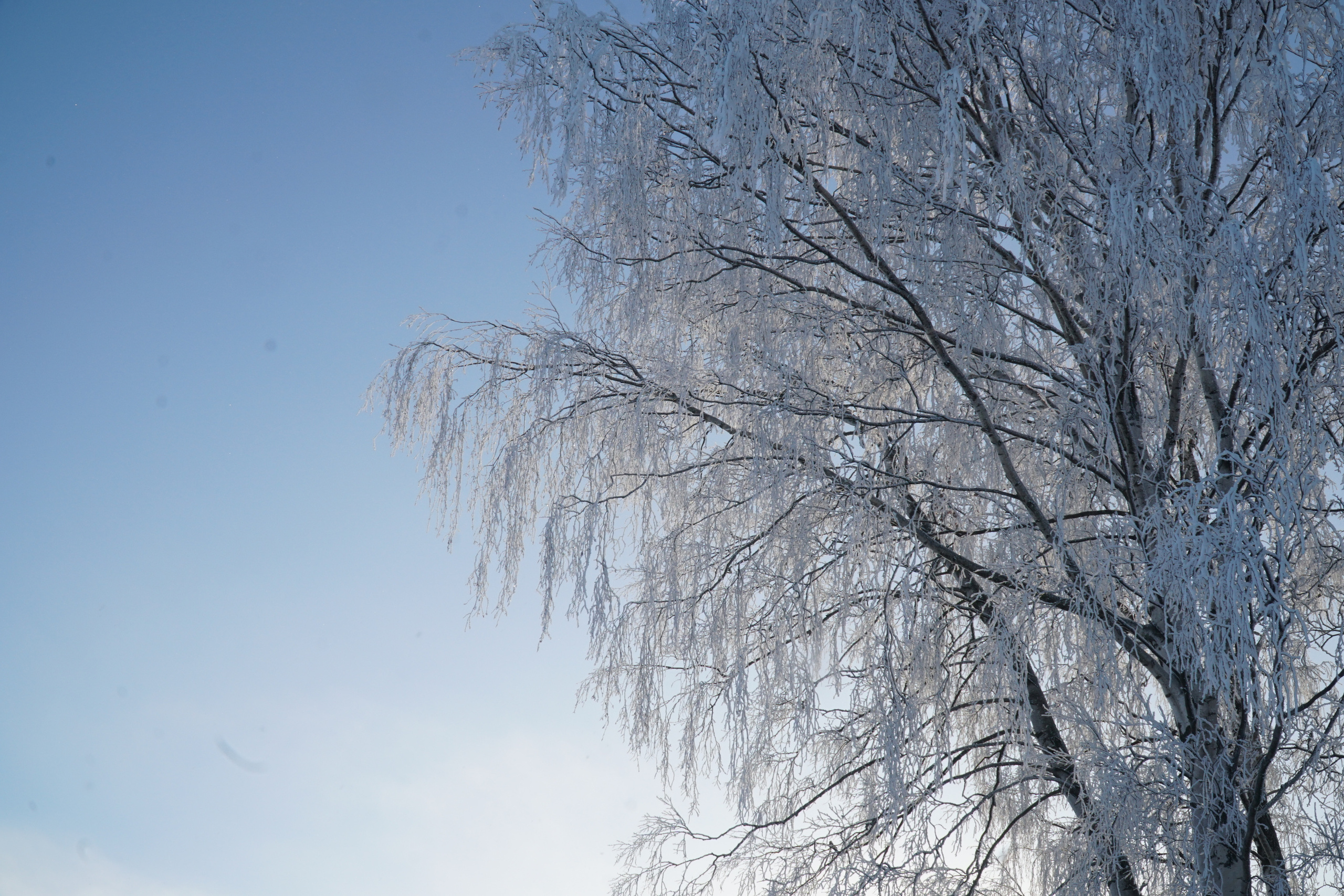 ПЕТЕРГОФ. Январь 2022. Фотограф Наталья Погодина в г. Обнинске