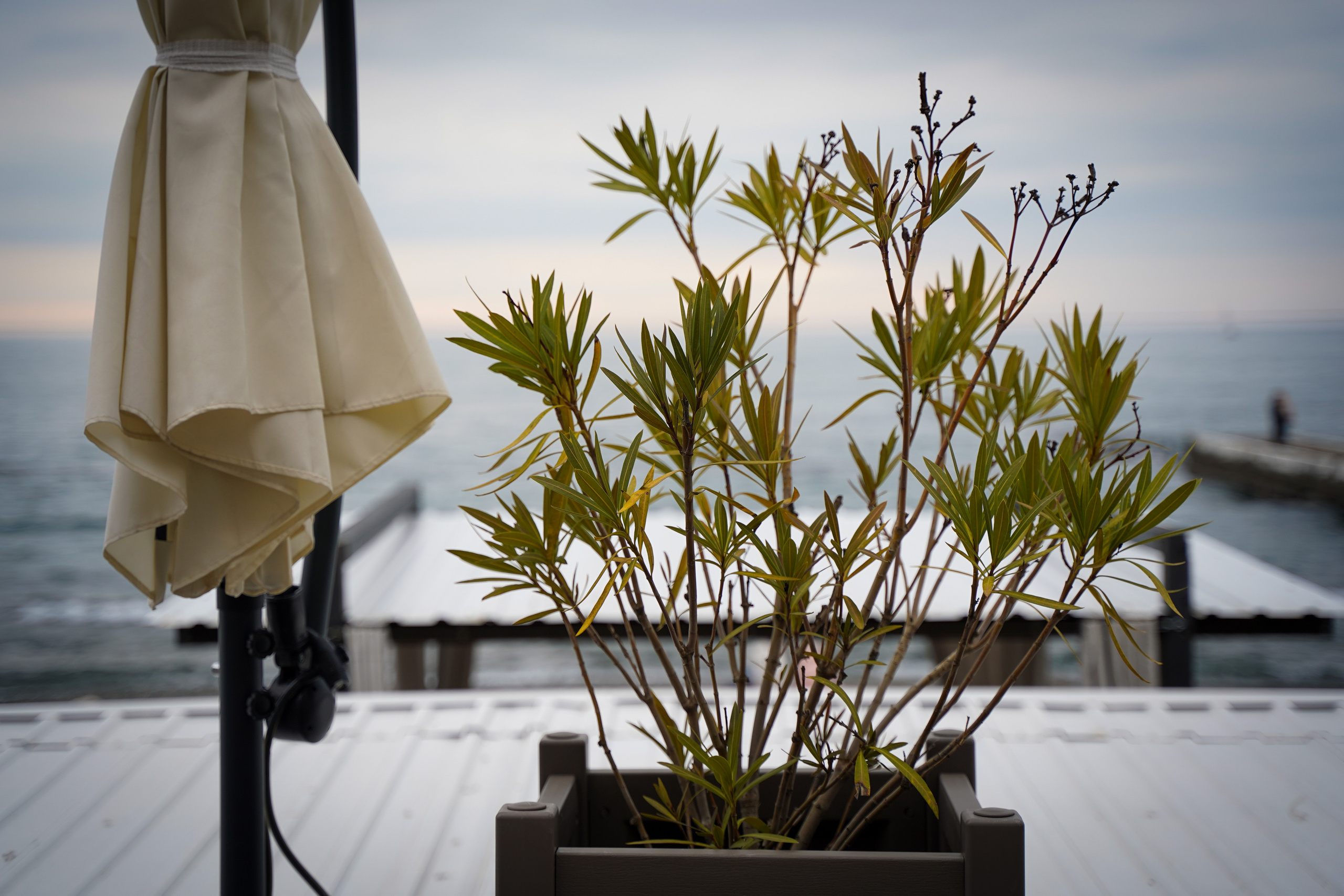 Фото Сочи 2023. Фотограф Наталья Погодина в г. Обнинске