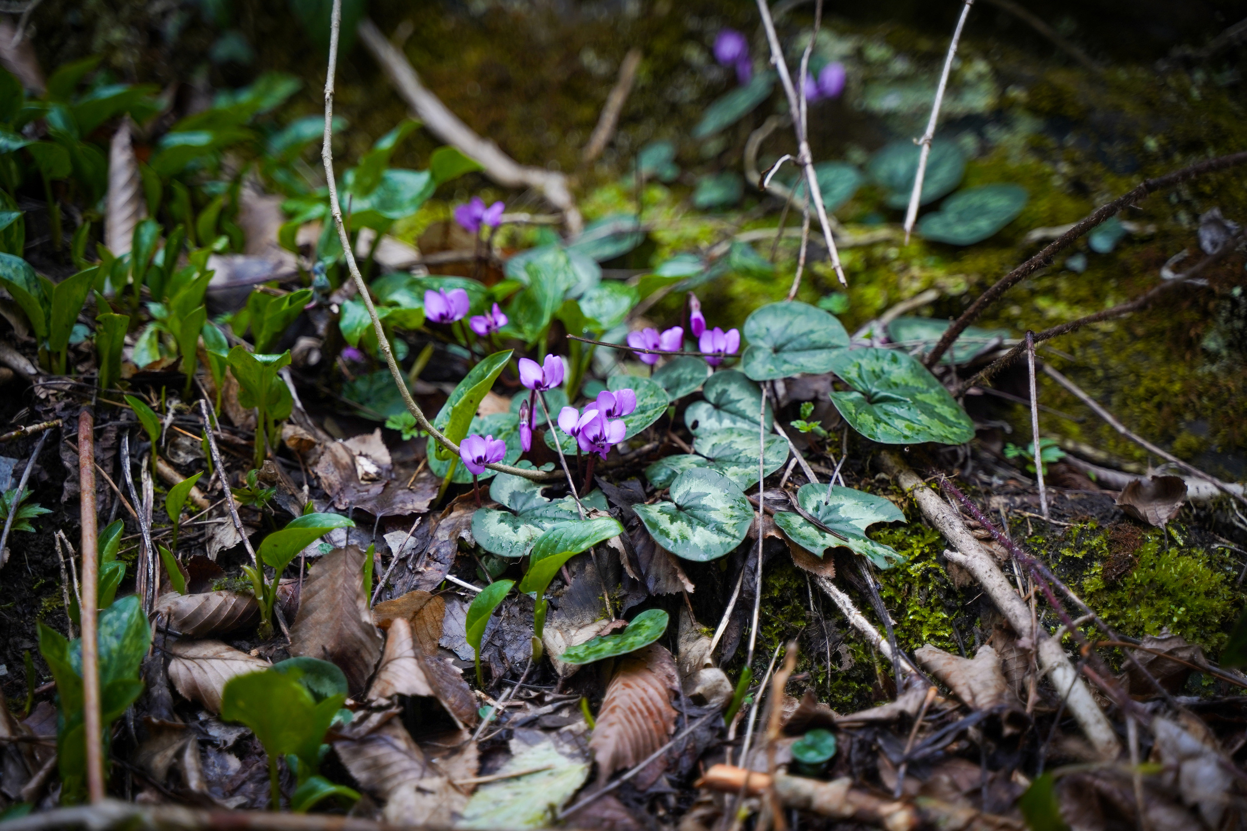 Фото Сочи 2023. Фотограф Наталья Погодина в г. Обнинске