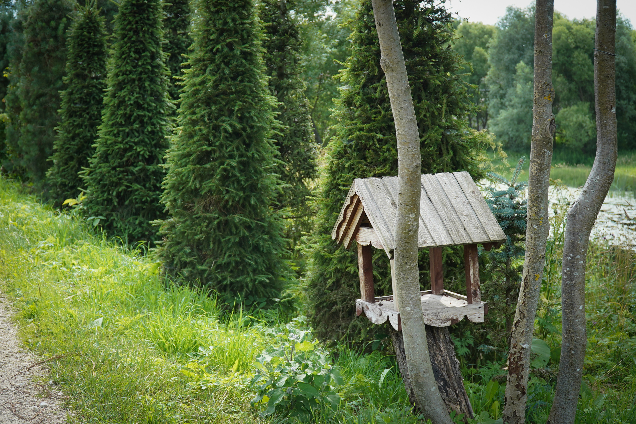 ВЕРЕЯ. Июль 2023. Фотограф Наталья Погодина в г. Обнинске