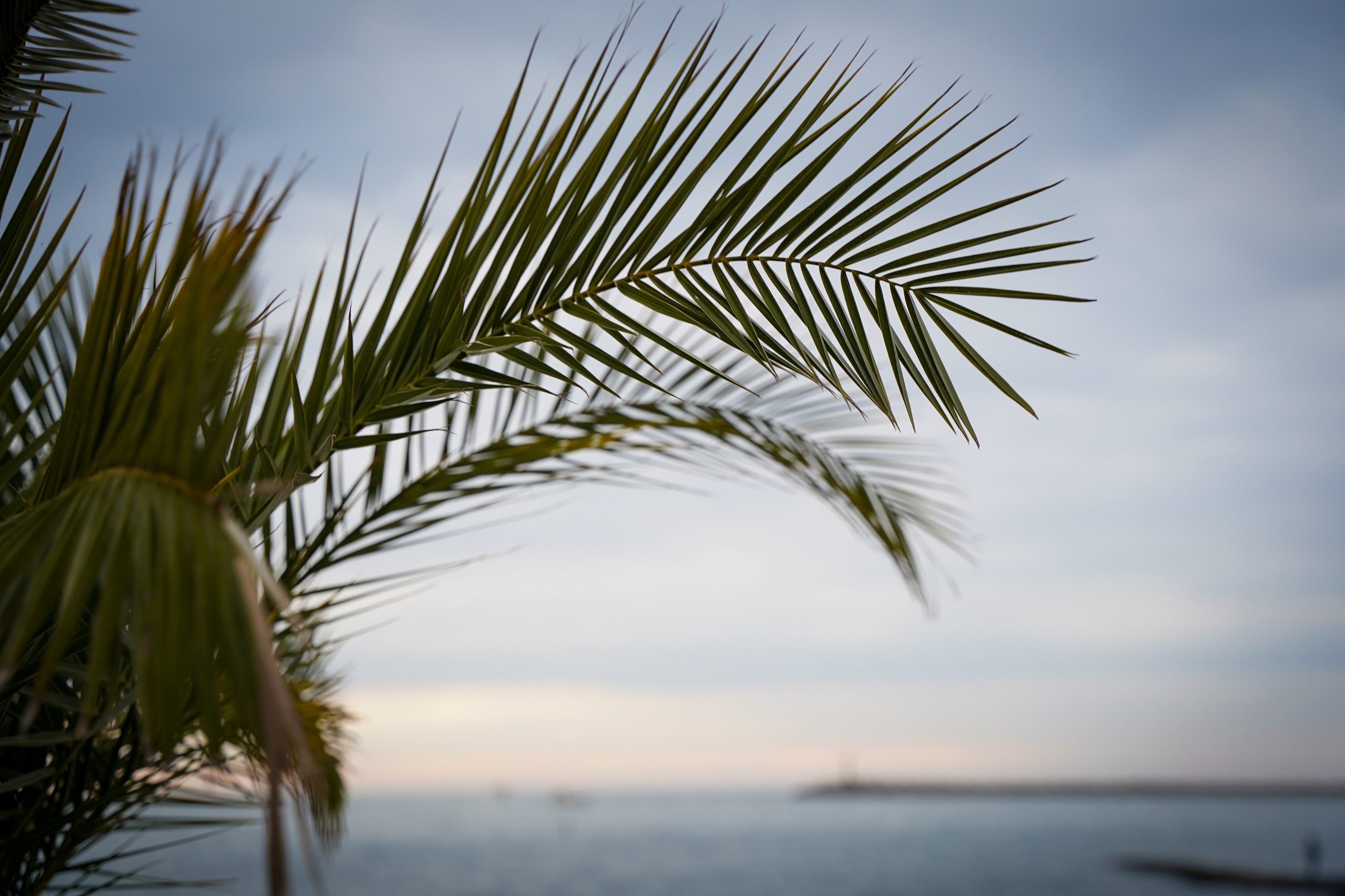 Фото Сочи 2023. Фотограф Наталья Погодина в г. Обнинске