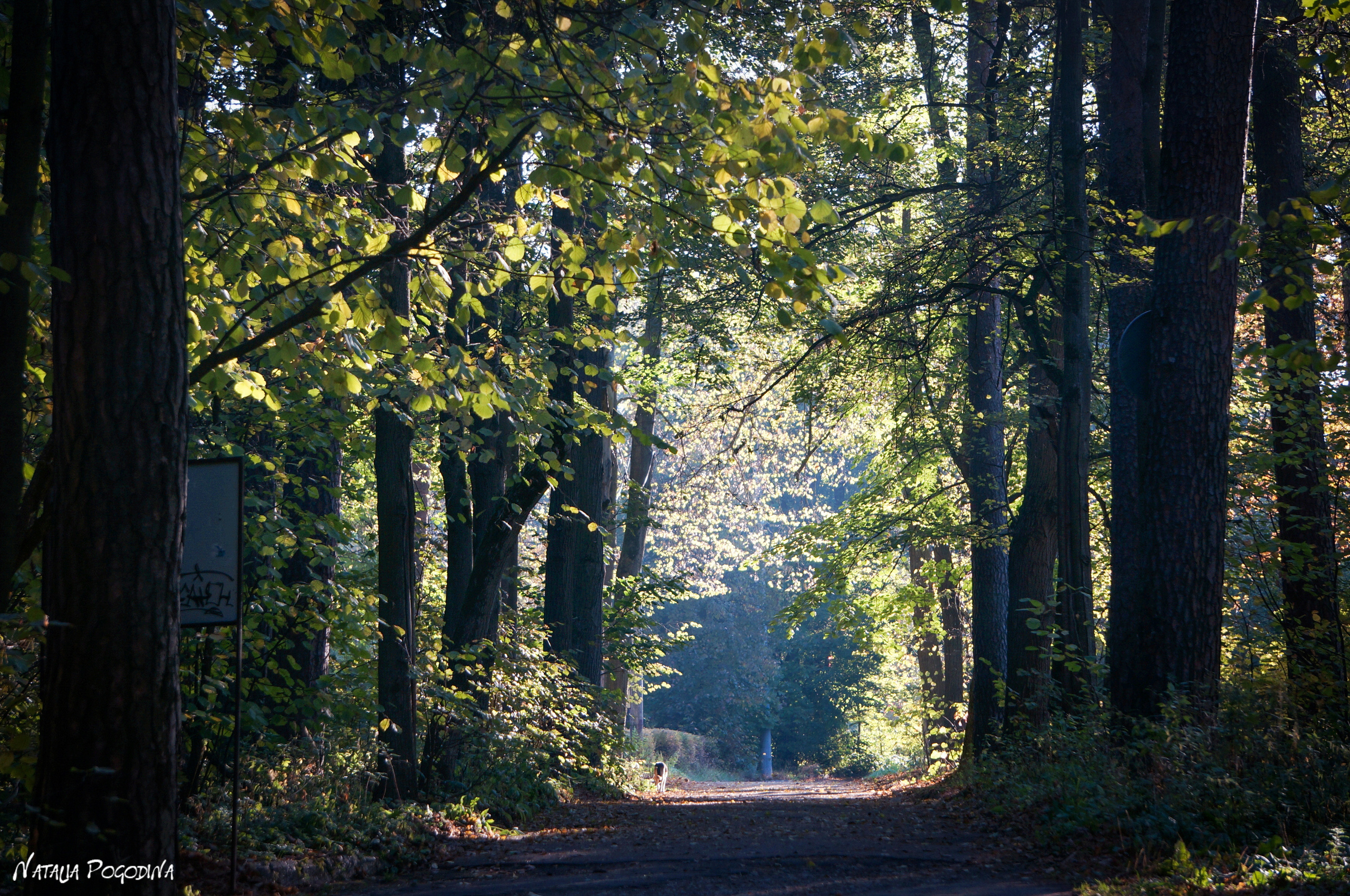 ОБНИНСК. Фотограф Наталья Погодина в г. Обнинске