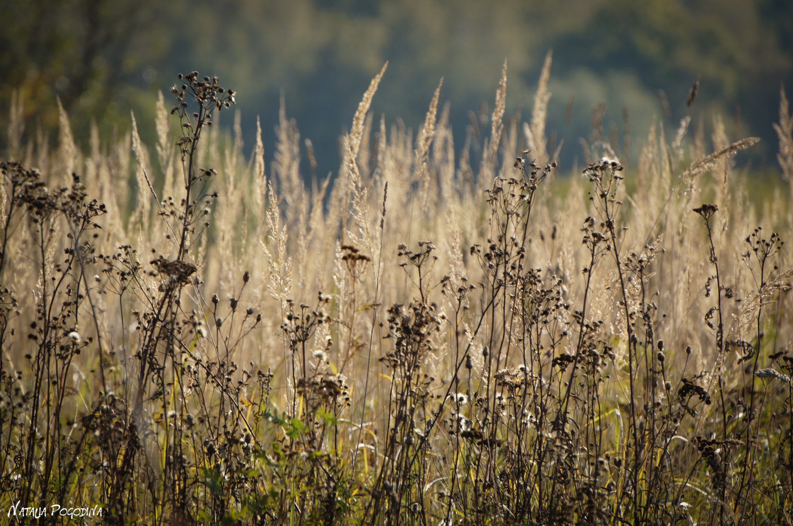 ОБНИНСК. Фотограф Наталья Погодина в г. Обнинске