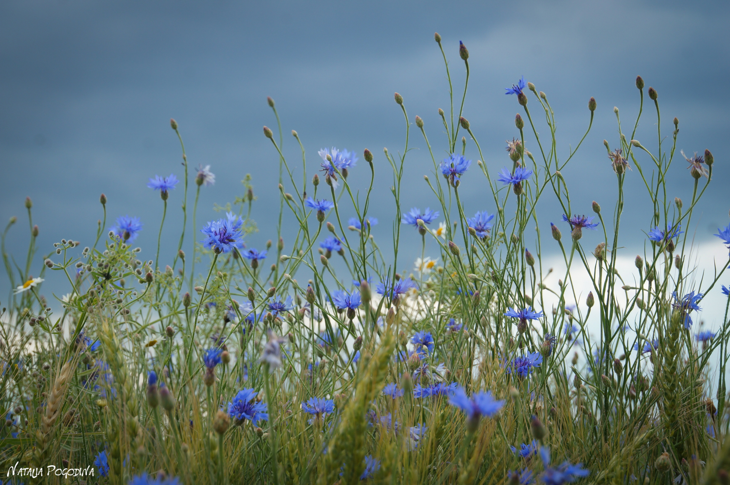 ОБНИНСК. Фотограф Наталья Погодина в г. Обнинске