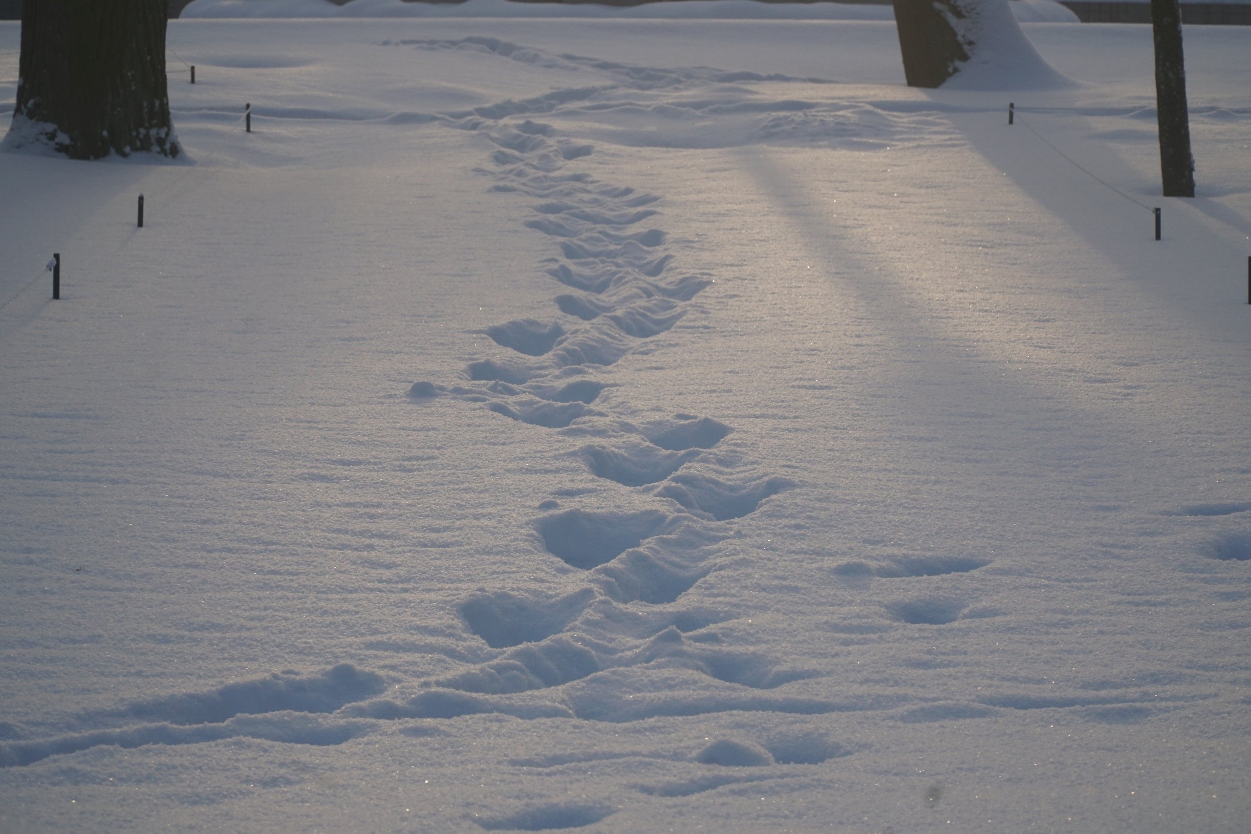 ПЕТЕРГОФ. Январь 2022. Фотограф Наталья Погодина в г. Обнинске