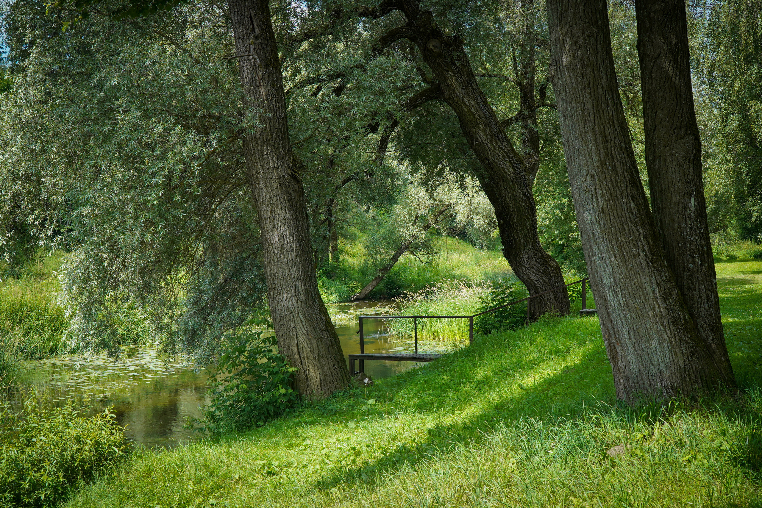 ВЕРЕЯ. Июль 2023. Фотограф Наталья Погодина в г. Обнинске