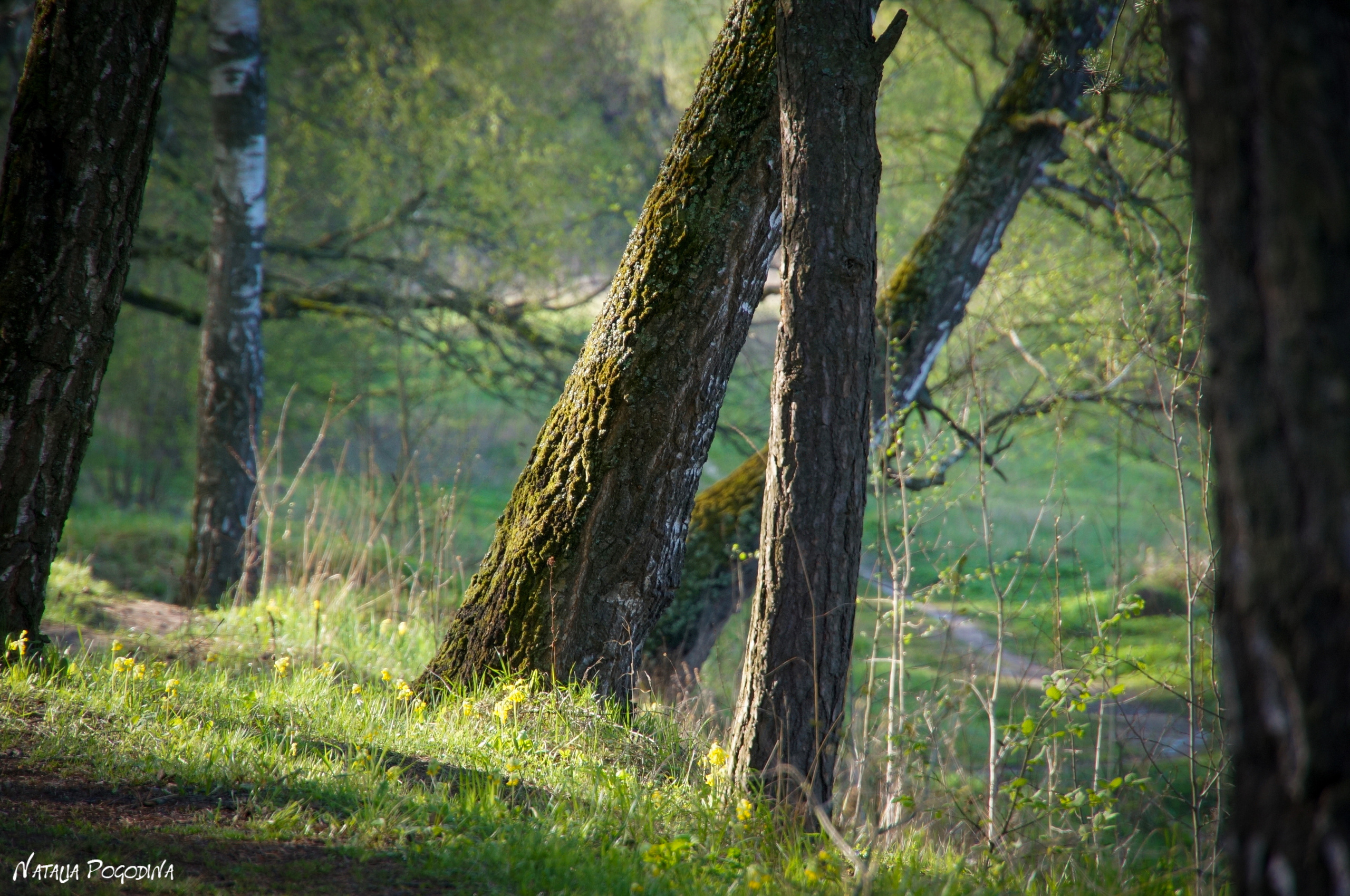 ОБНИНСК. Фотограф Наталья Погодина в г. Обнинске