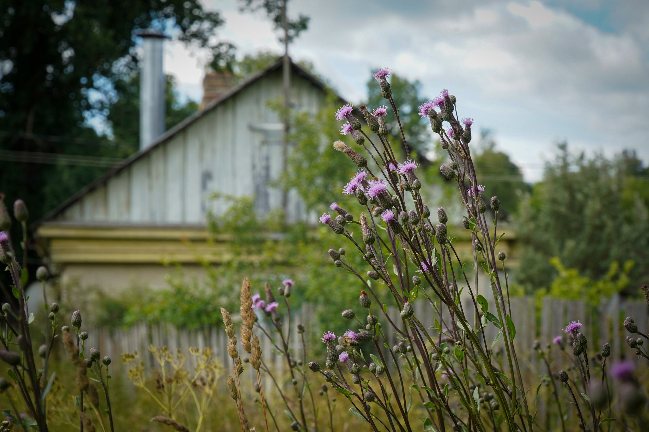 ВЕРЕЯ. Июль 2023. Фотограф Наталья Погодина в г. Обнинске