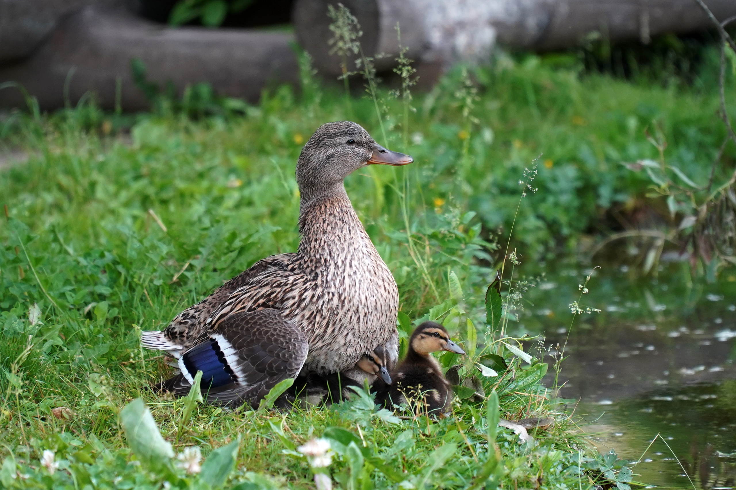 РУСИНОВО. Фотограф Наталья Погодина в г. Обнинске