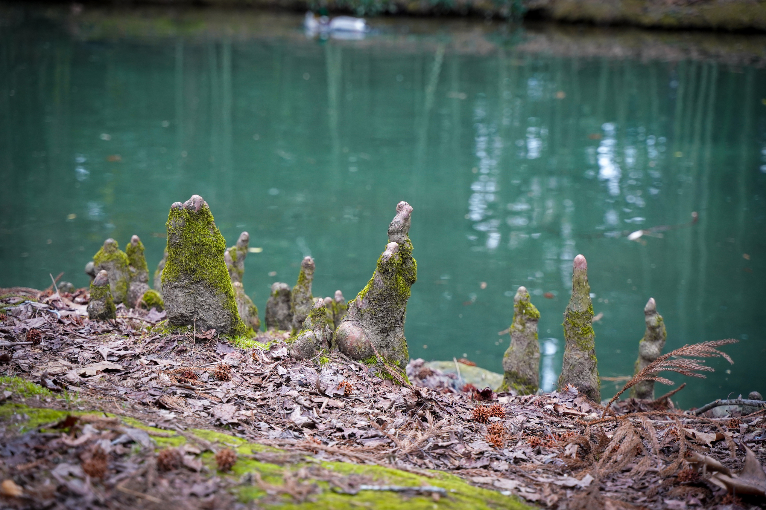 Фото Сочи 2023. Фотограф Наталья Погодина в г. Обнинске