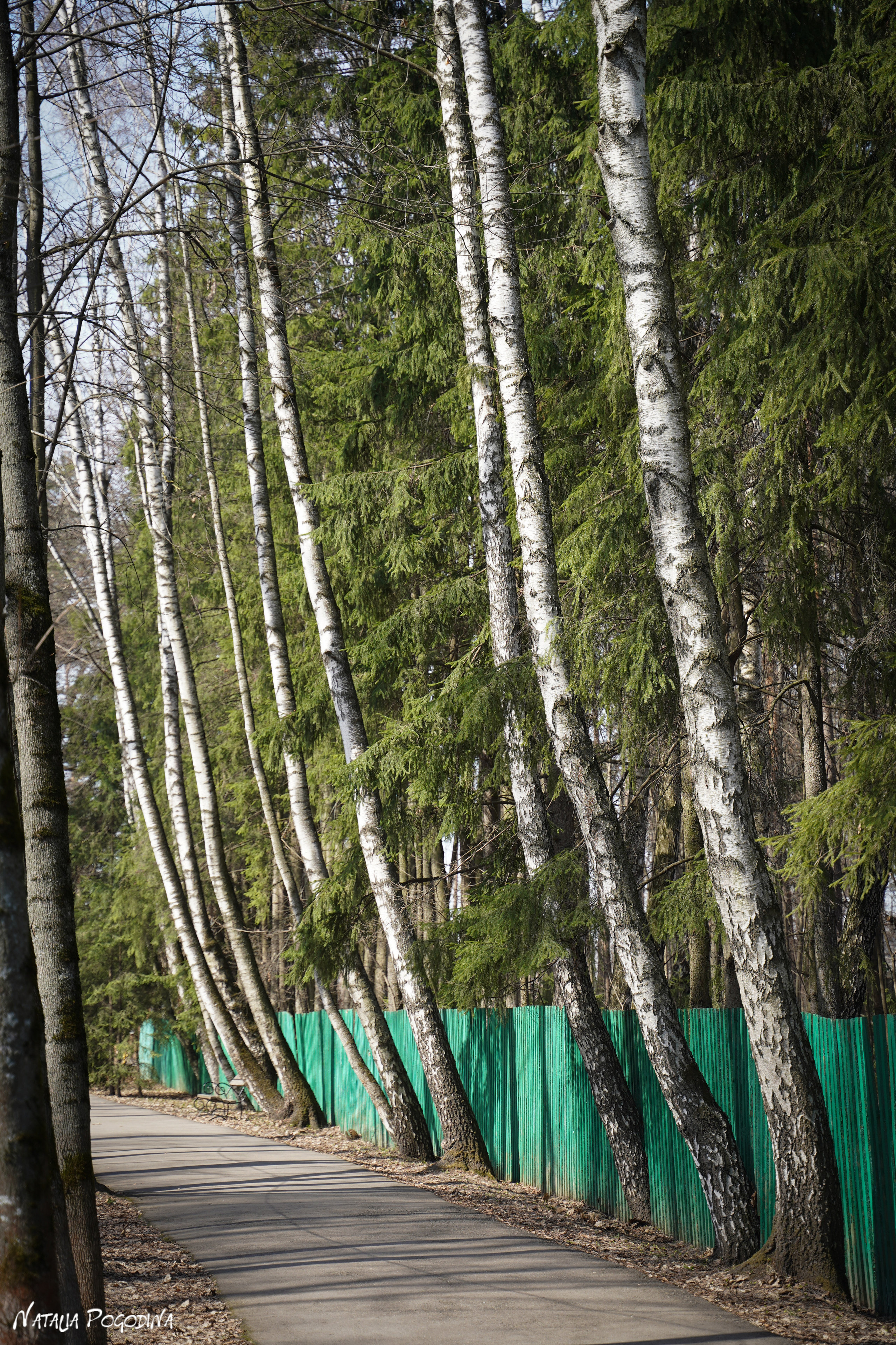 Фотопрогулка в Переделкино. Фотограф Наталья Погодина в г. Обнинске