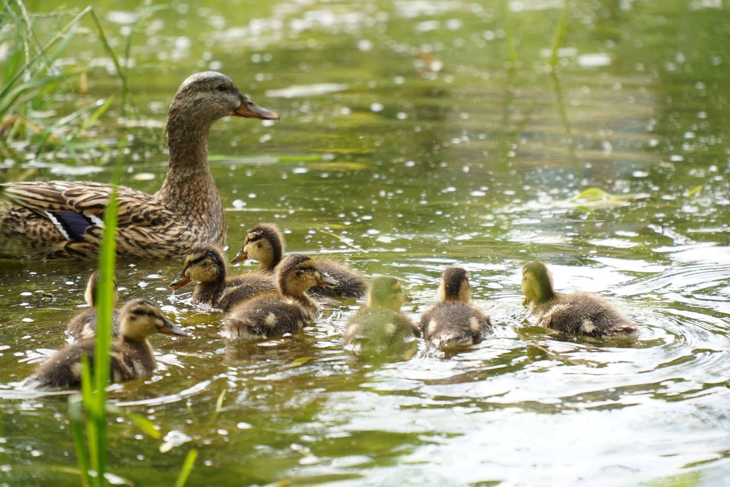 РУСИНОВО. Фотограф Наталья Погодина в г. Обнинске